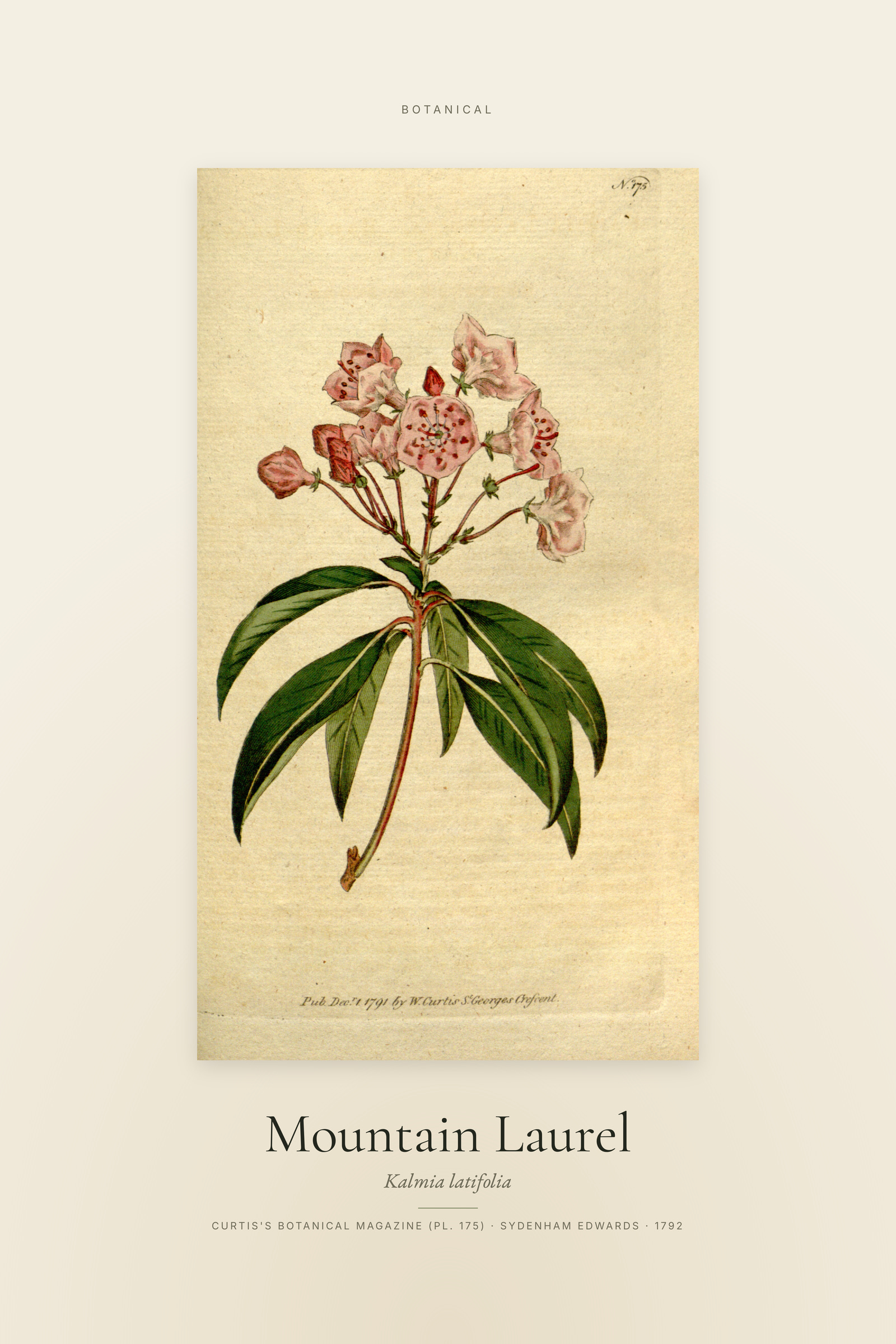 Mountain Laurel — Specimen