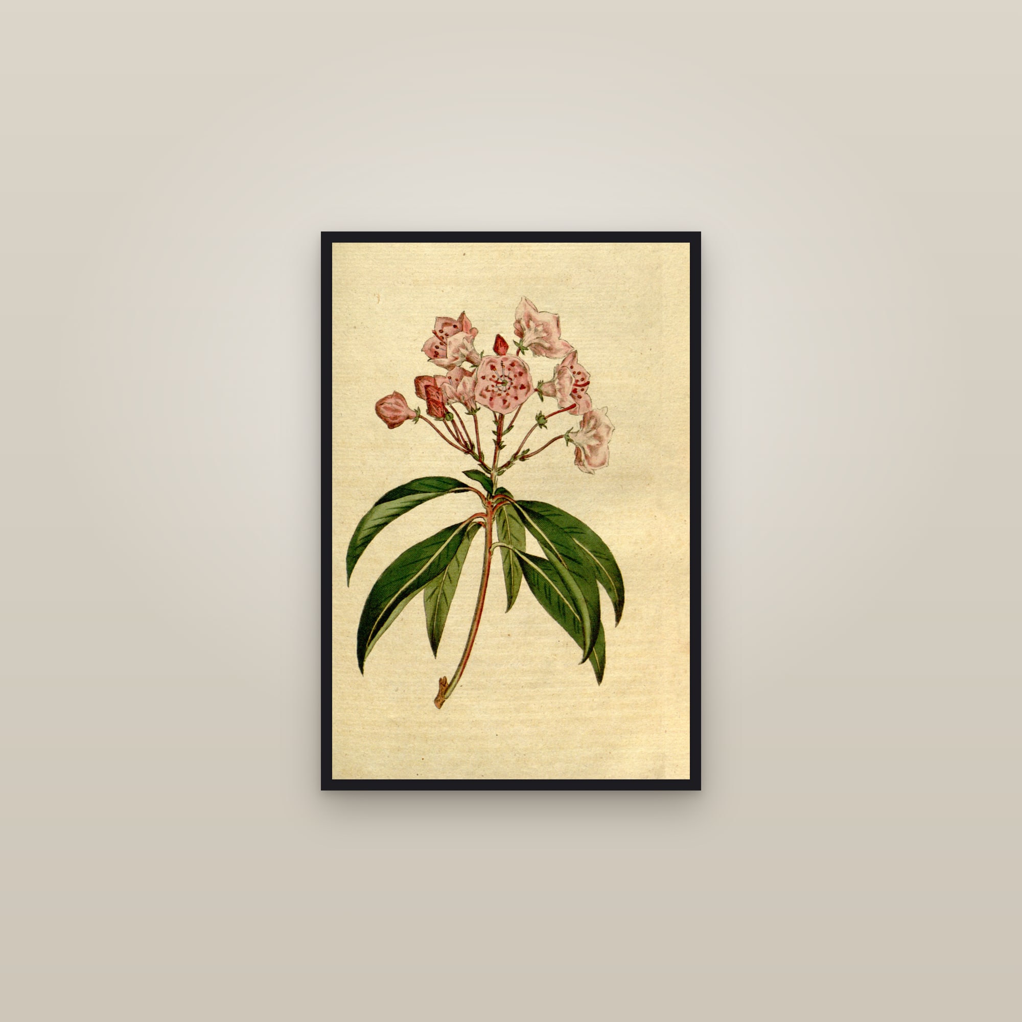 Mountain Laurel — framed in a gallery setting