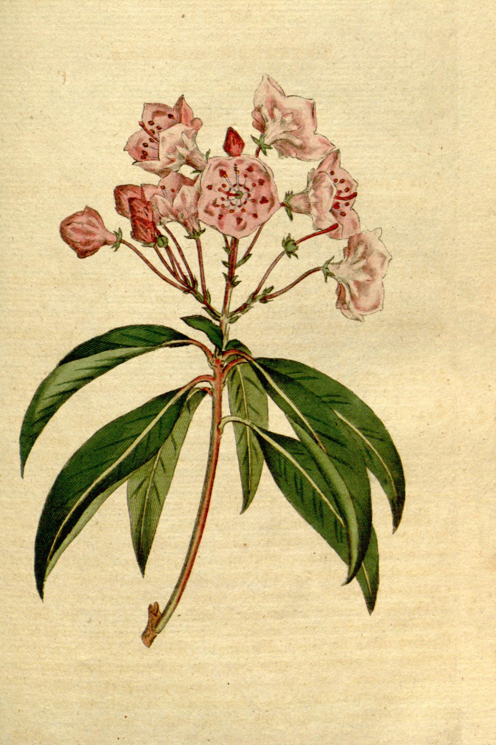 Mountain Laurel