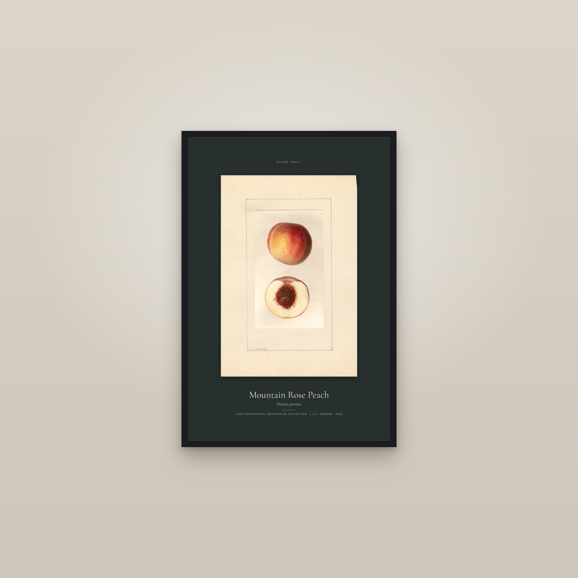 Mountain Rose Peach — Specimen — framed in a gallery setting