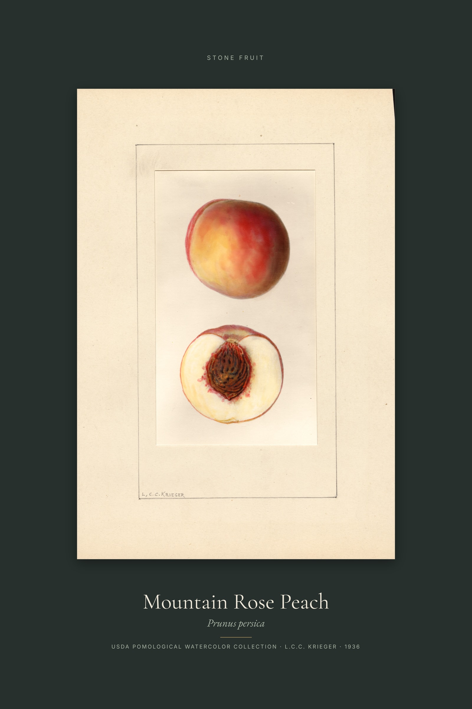 Mountain Rose Peach — Specimen