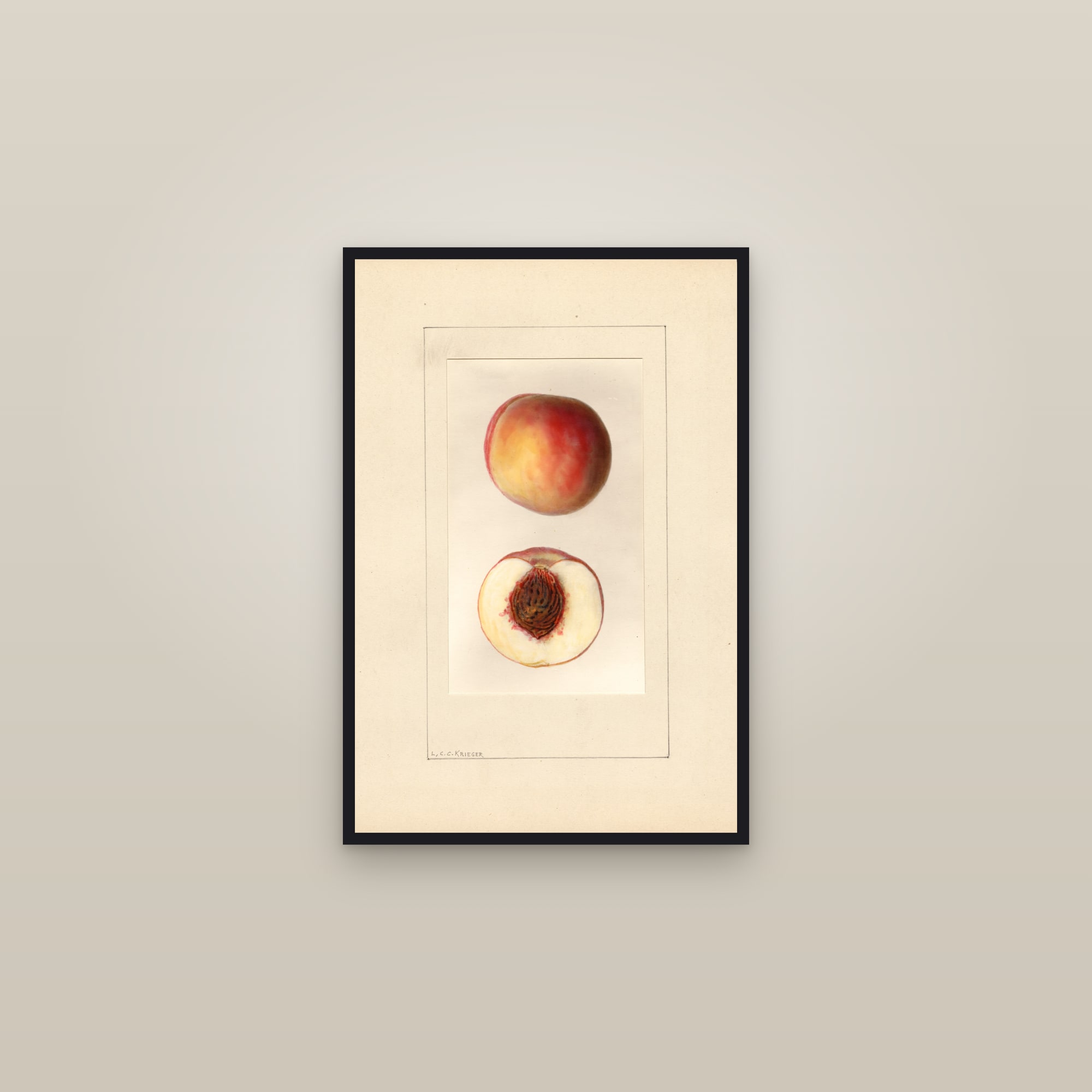 Mountain Rose Peach — framed in a gallery setting