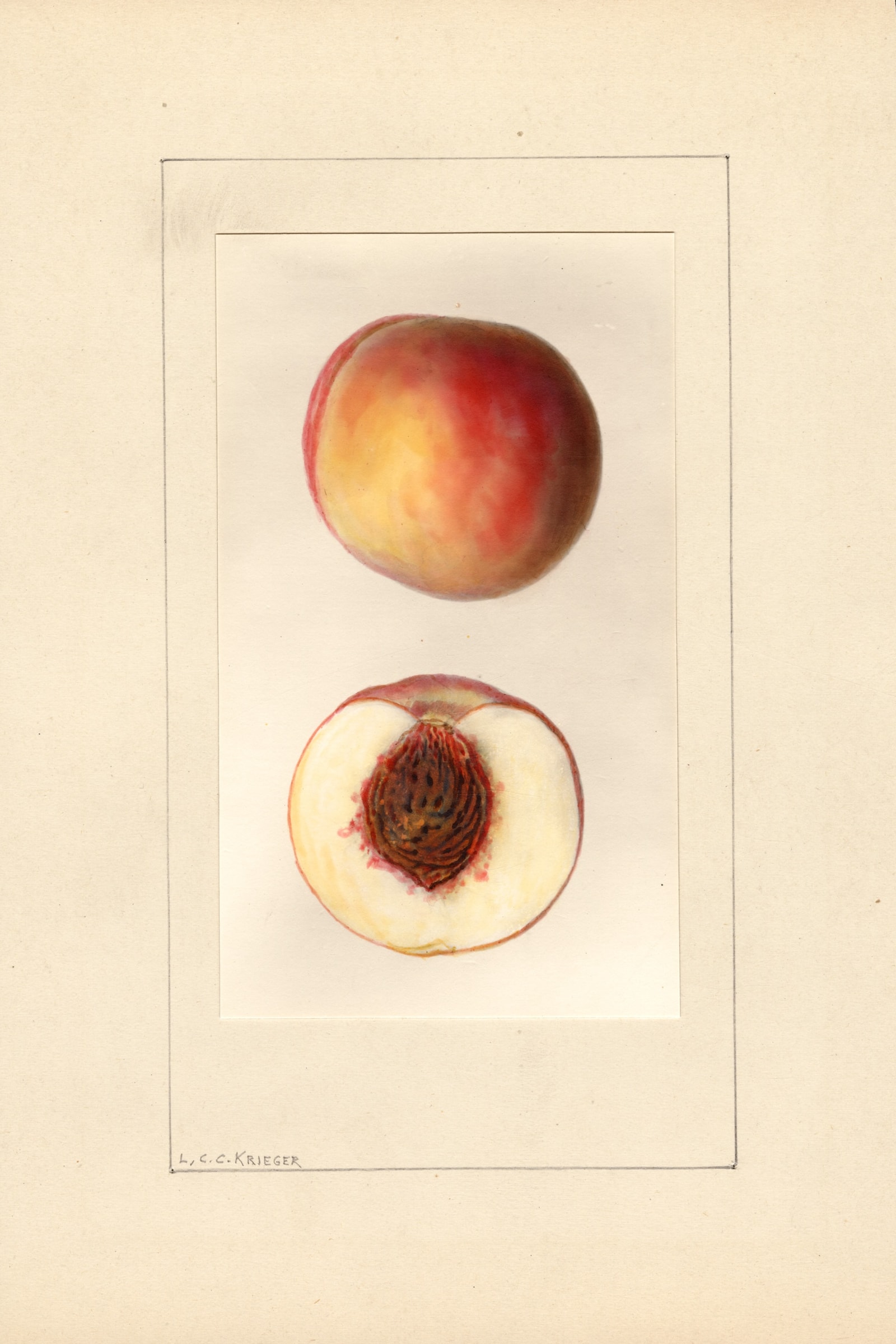 Mountain Rose Peach