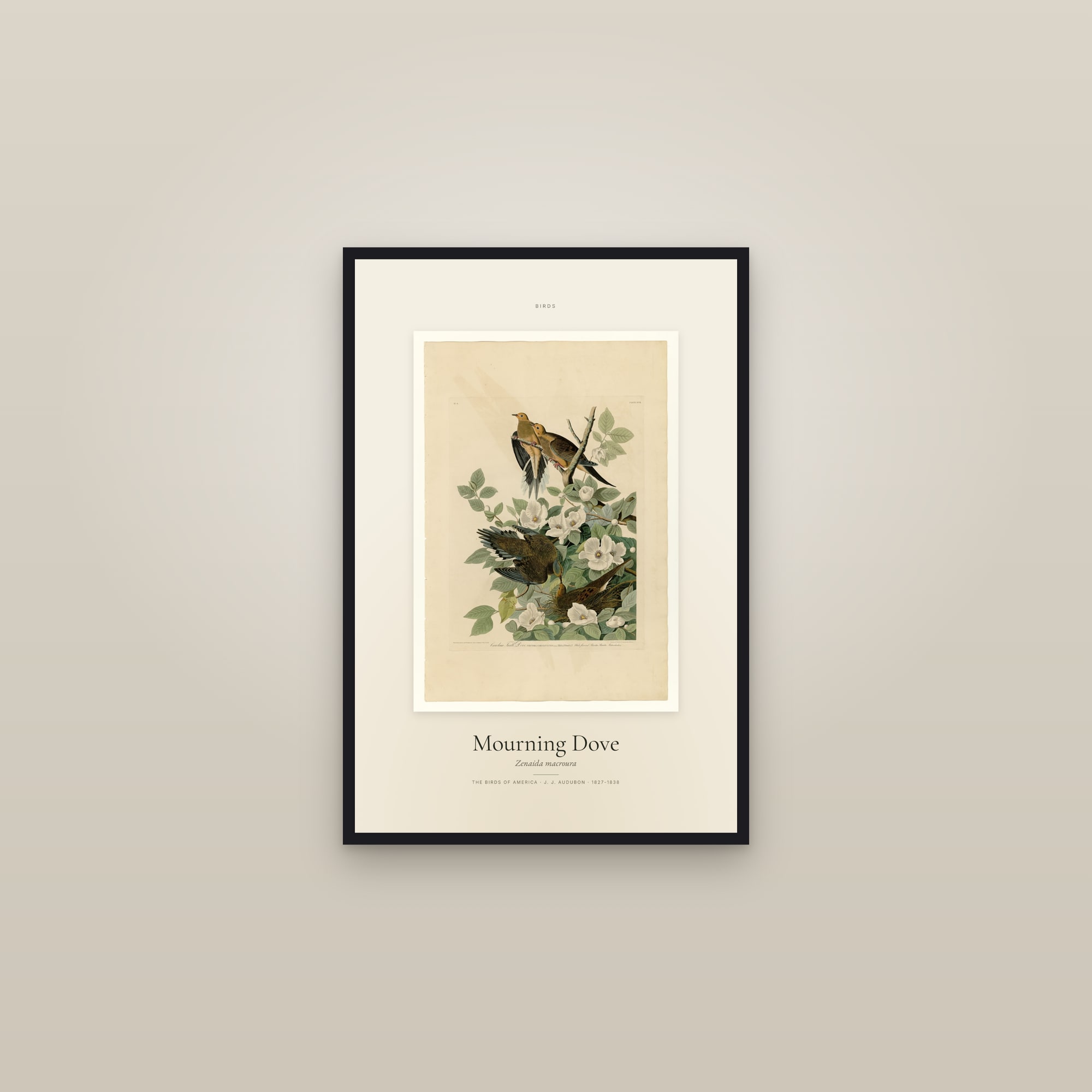 Mourning Dove — Specimen — framed in a gallery setting