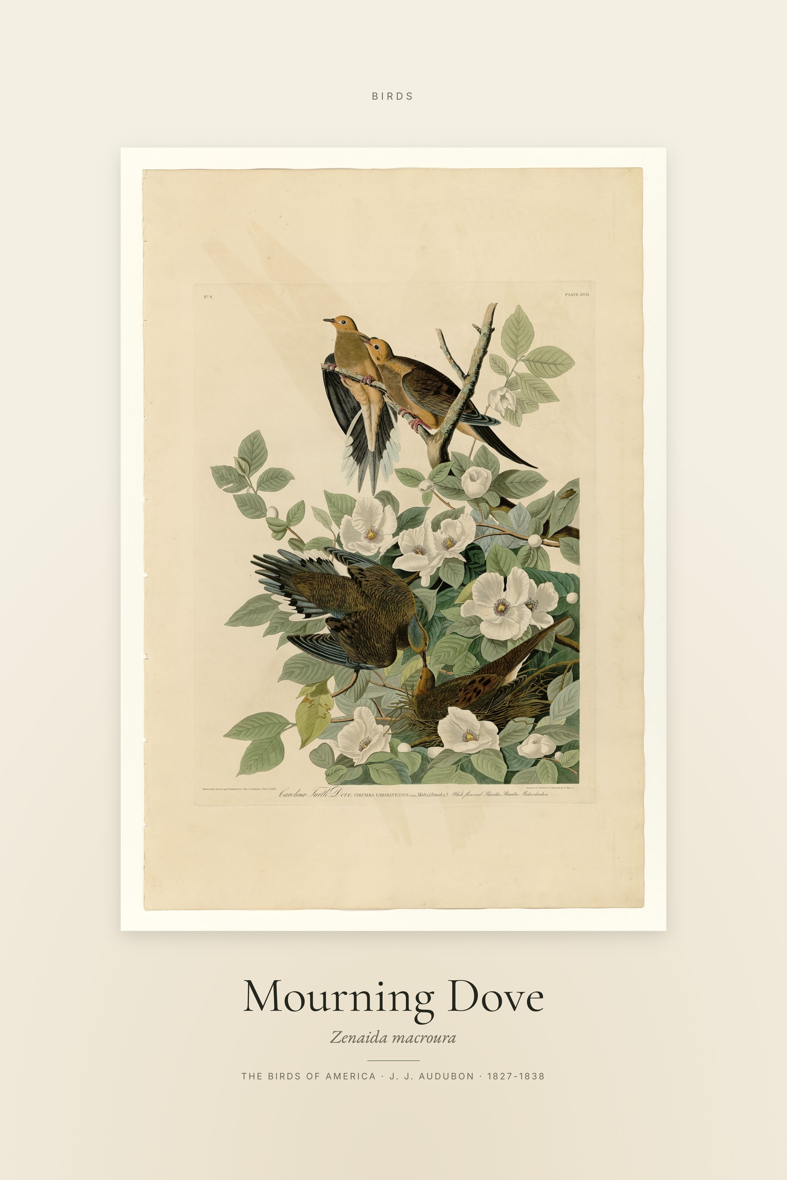 Mourning Dove — Specimen
