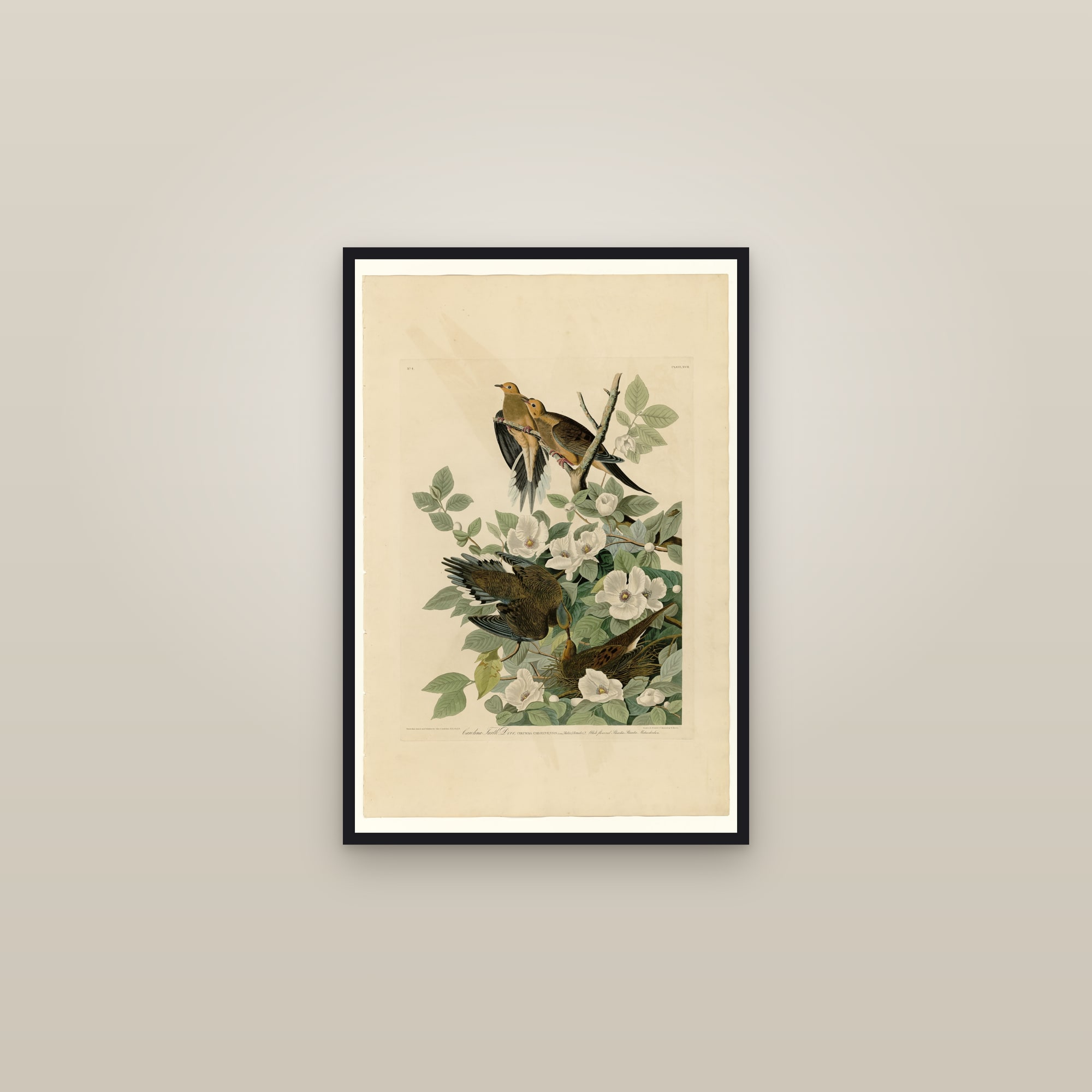 Mourning Dove — framed in a gallery setting