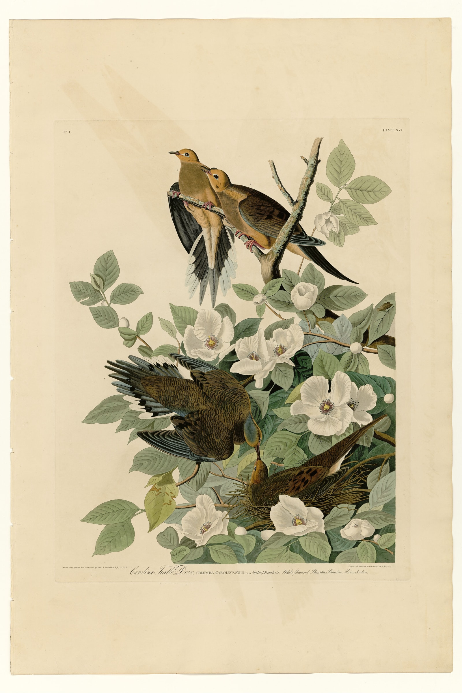 Mourning Dove