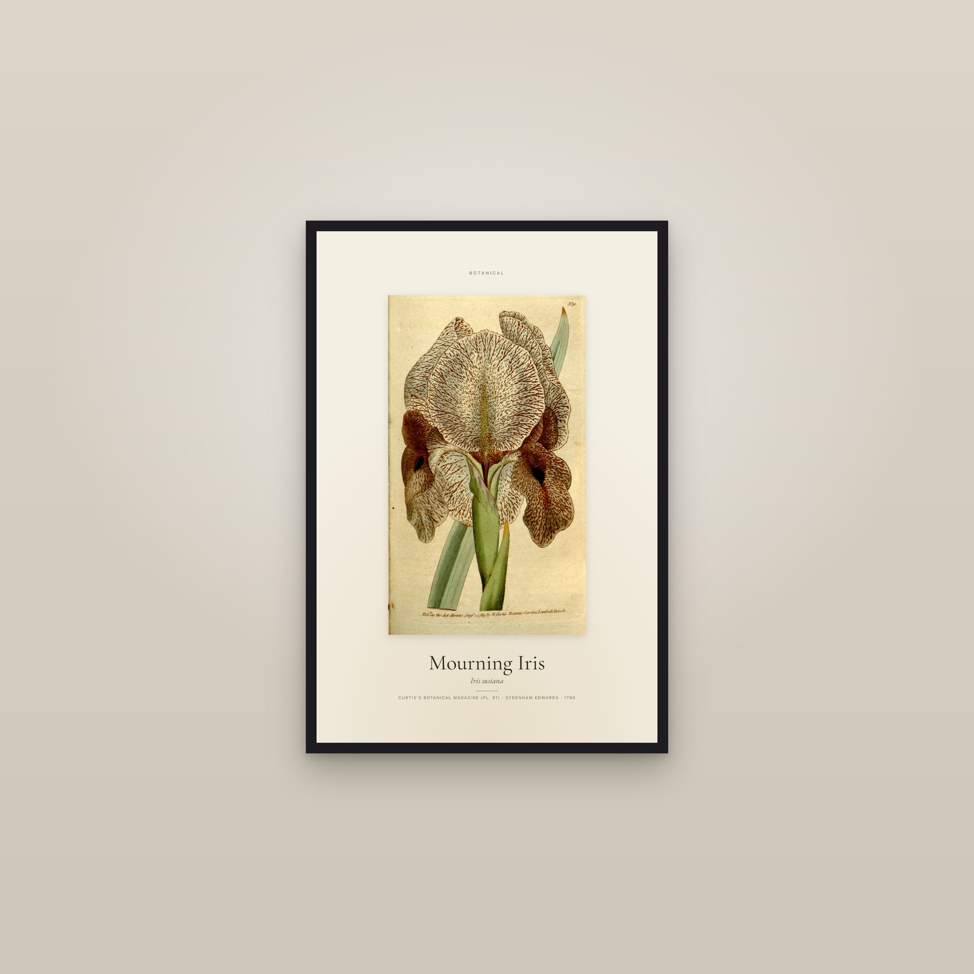 Mourning Iris — Specimen — framed in a gallery setting