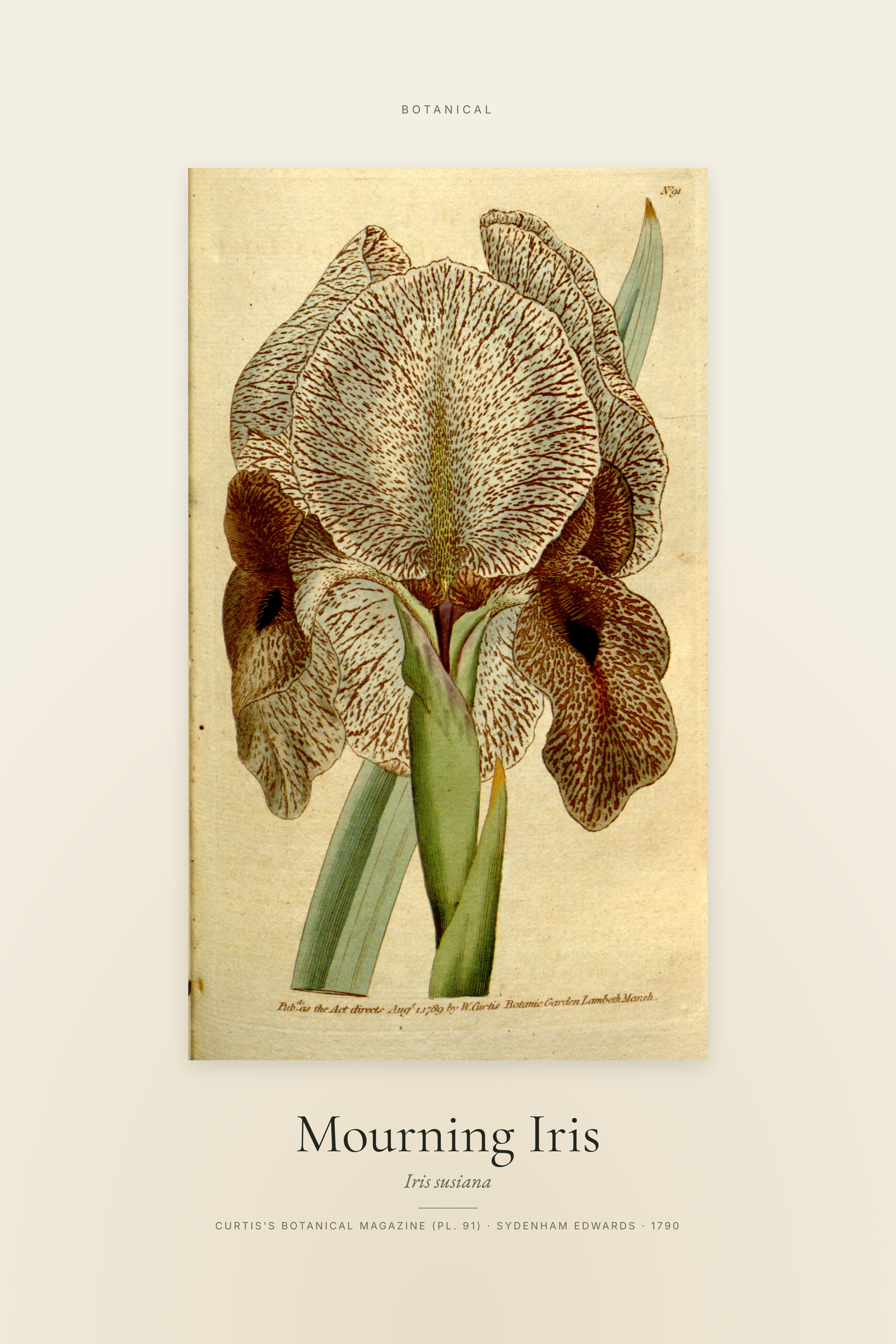 Mourning Iris — Specimen