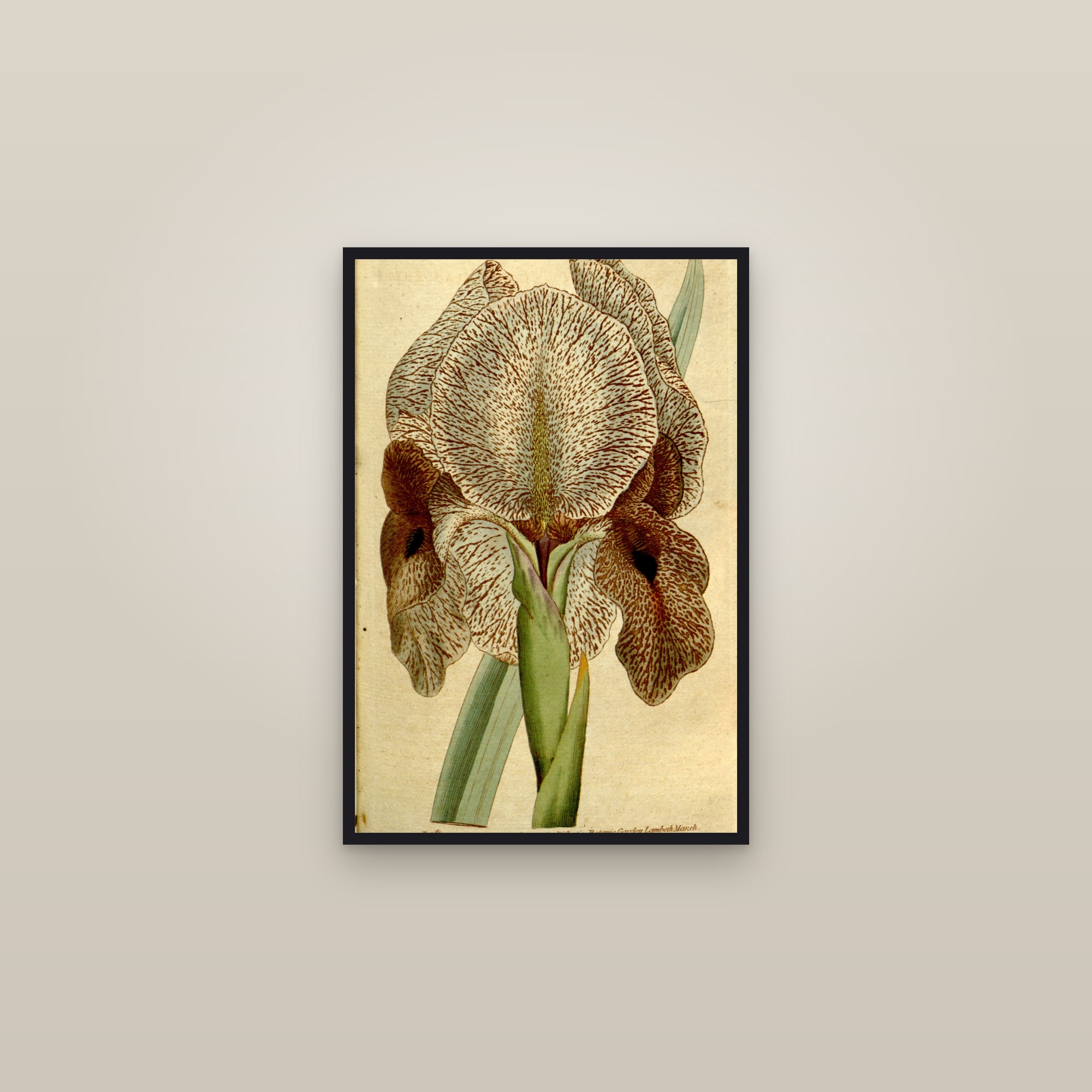 Mourning Iris — framed in a gallery setting