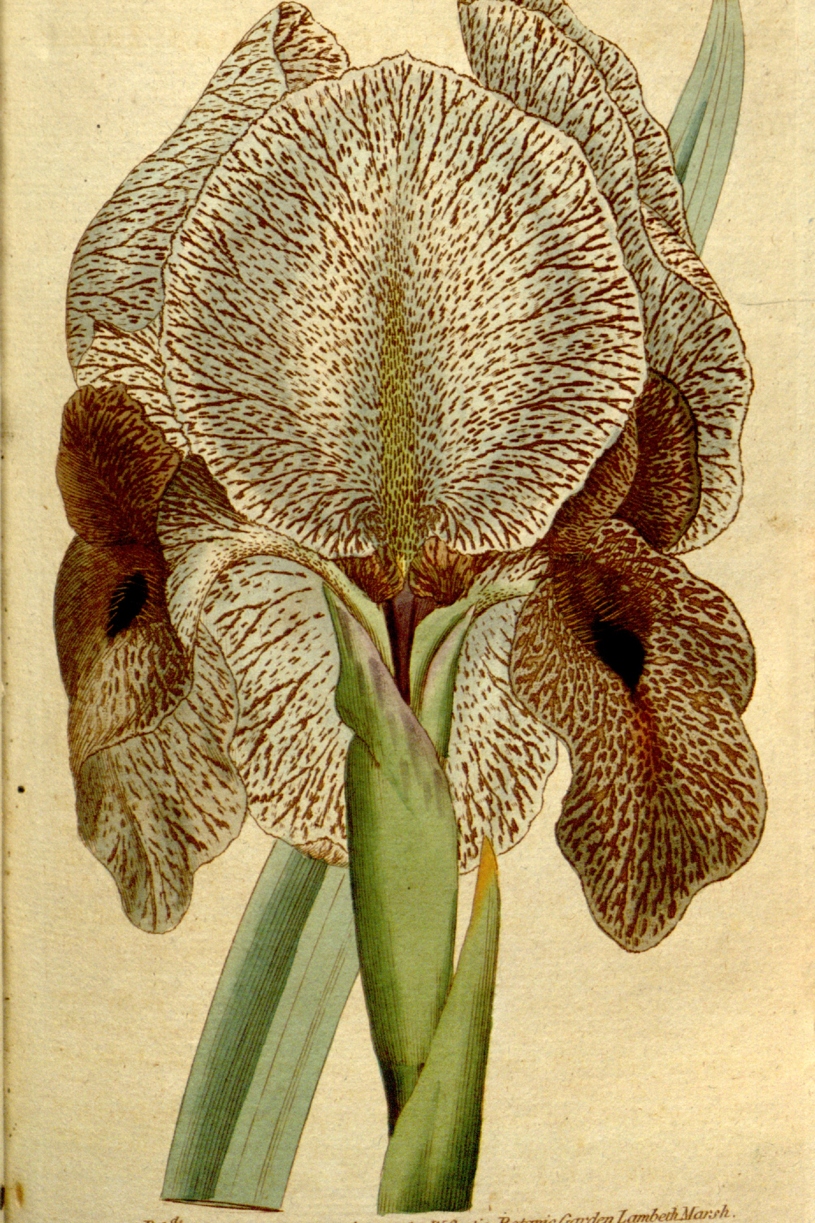 Mourning Iris