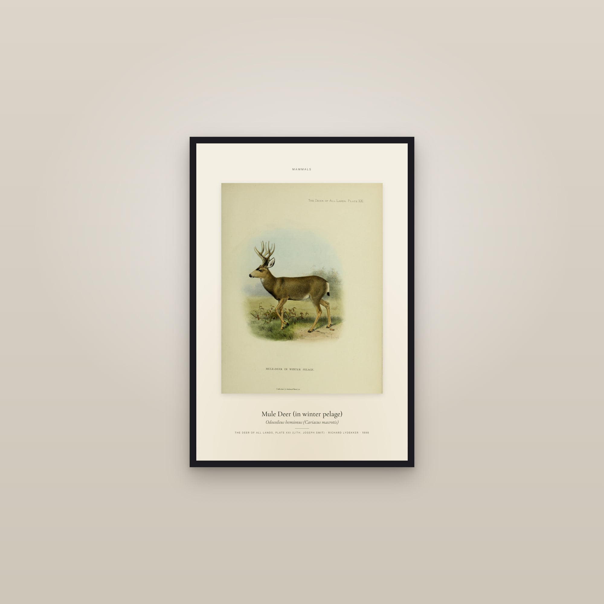 Mule Deer (in winter pelage) — Specimen — framed in a gallery setting