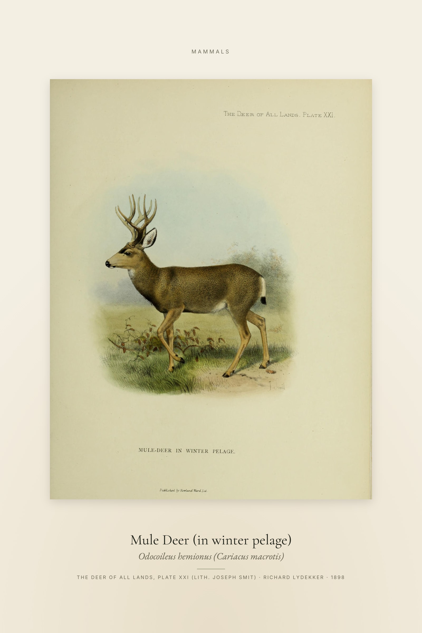 Mule Deer (in winter pelage) — Specimen