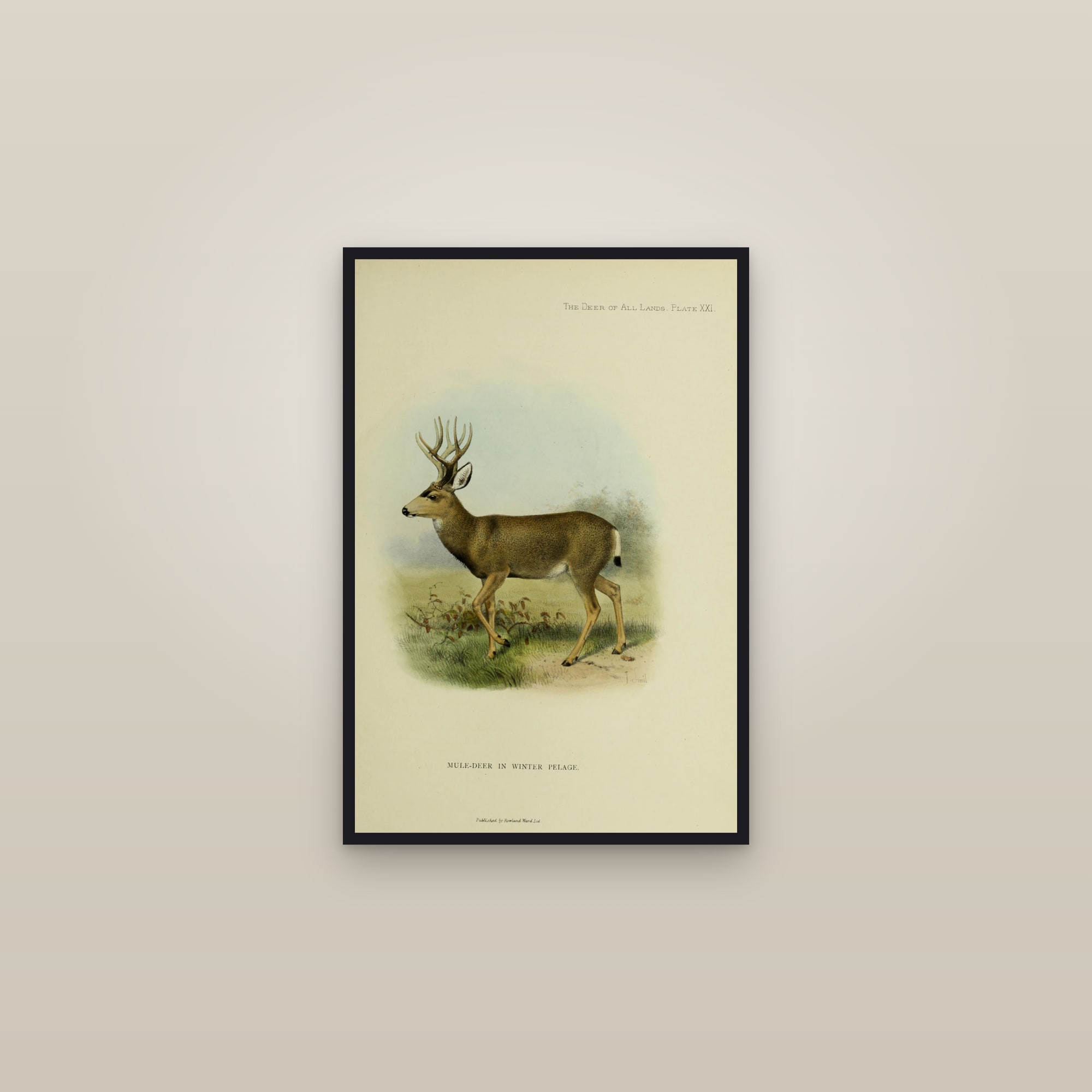 Mule Deer (in winter pelage) — framed in a gallery setting