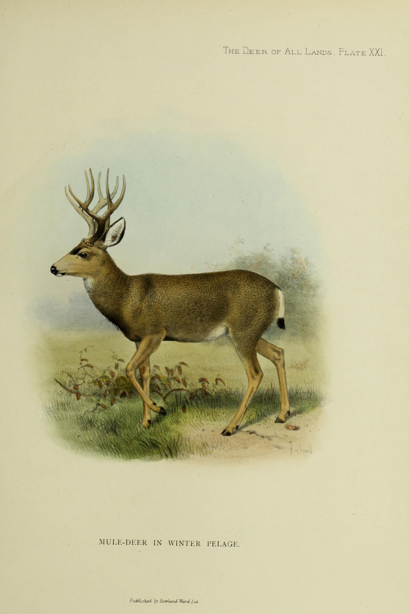 Mule Deer (in winter pelage)