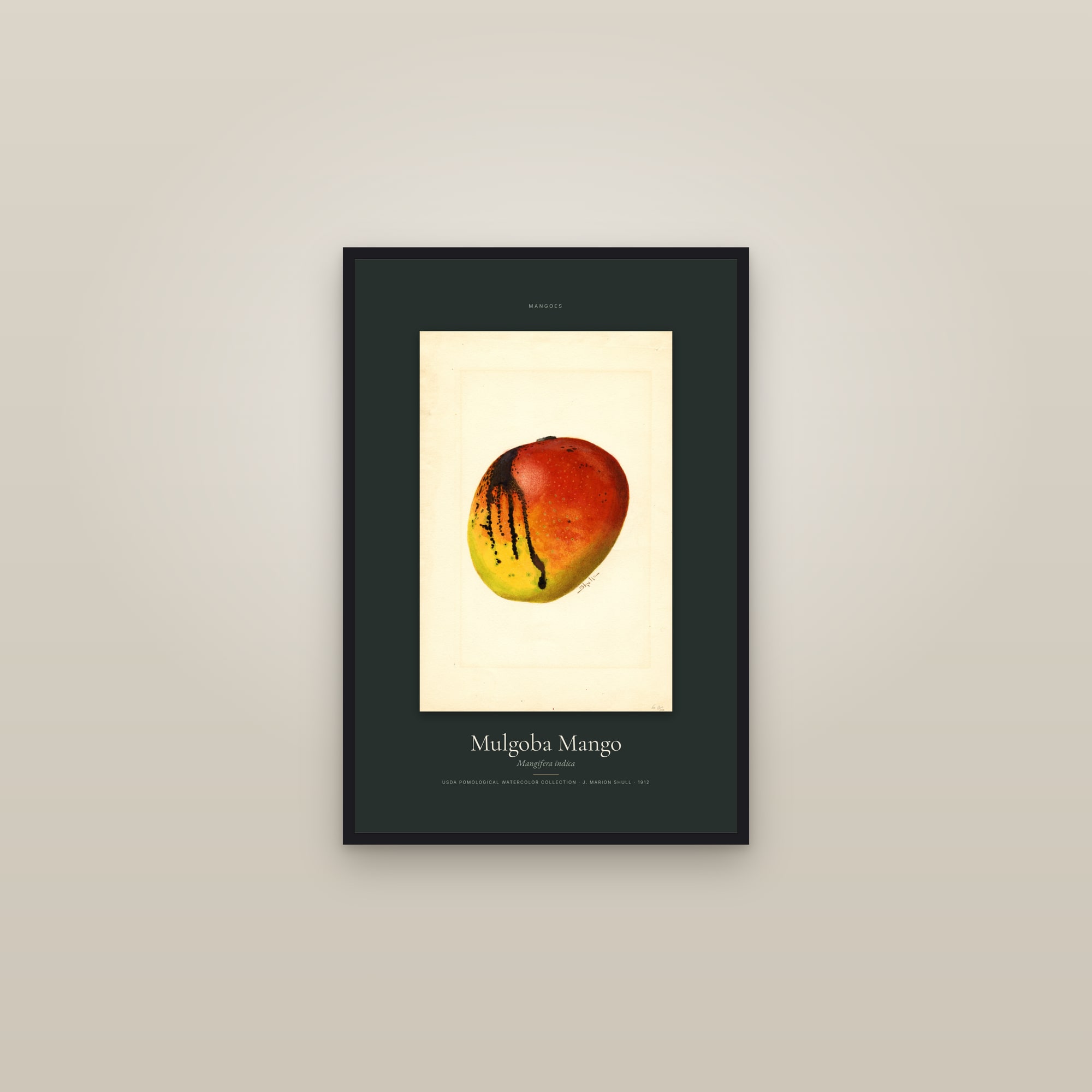 Mulgoba Mango — Specimen — framed in a gallery setting