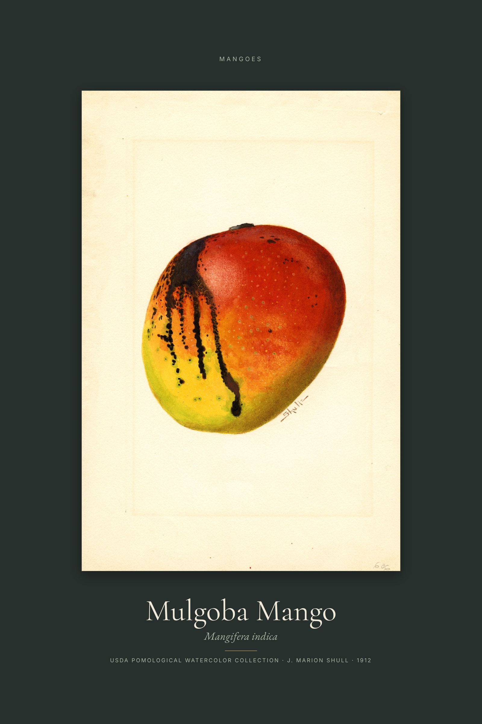 Mulgoba Mango — Specimen