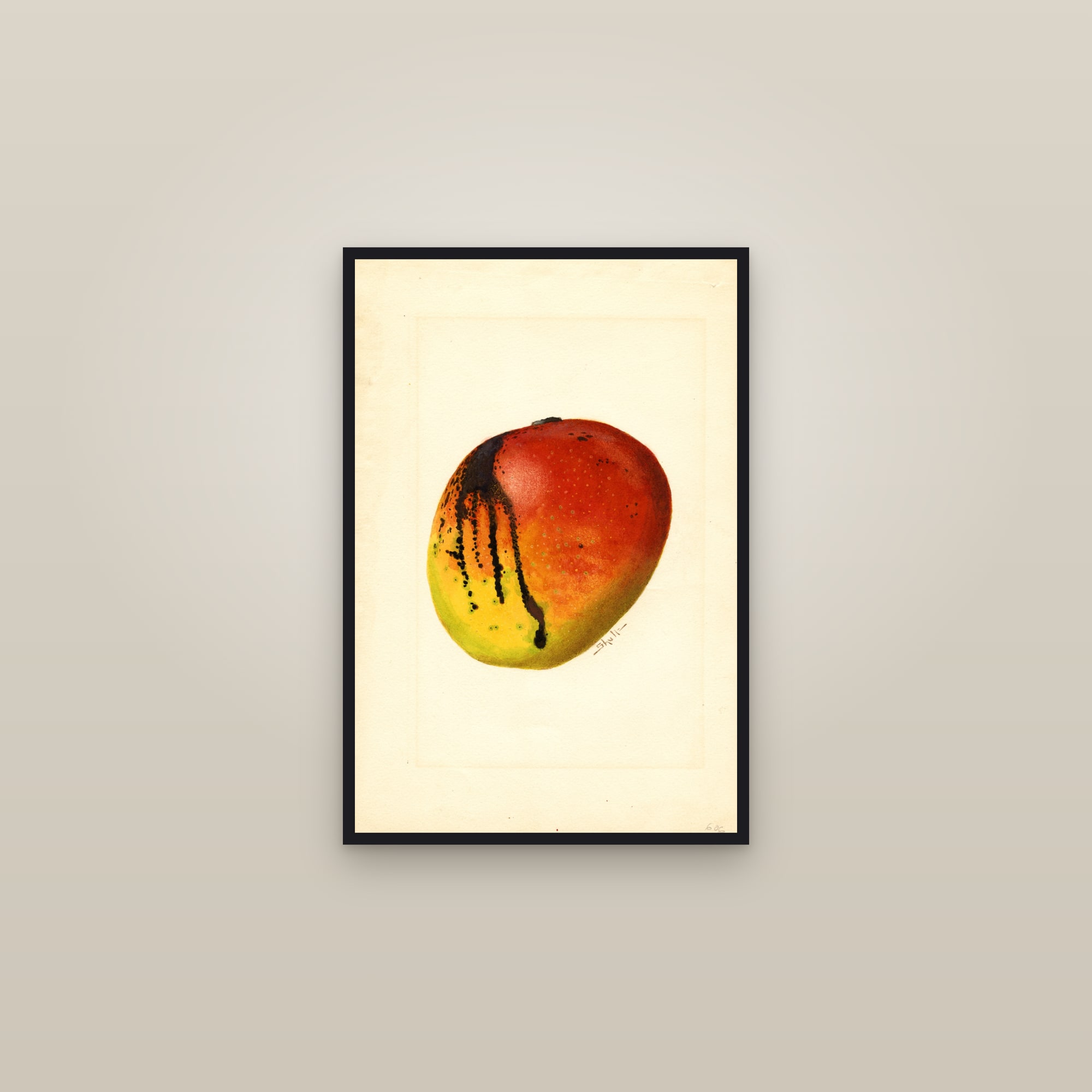 Mulgoba Mango — framed in a gallery setting