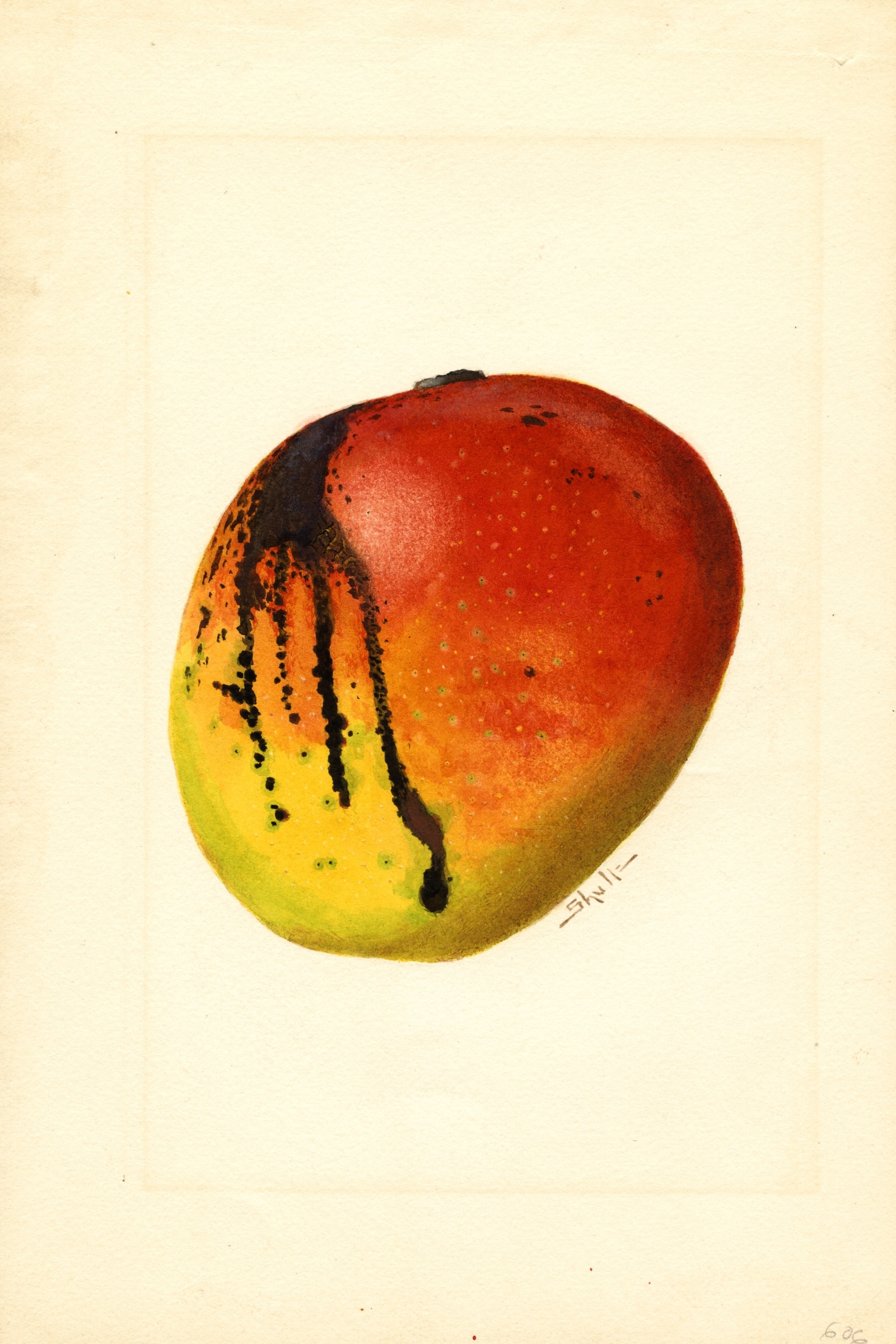 Mulgoba Mango