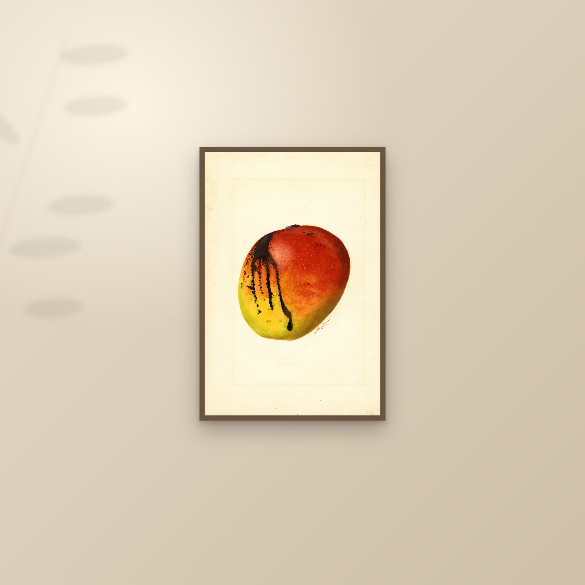 Mulgoba Mango — framed and styled on a sunlit wall