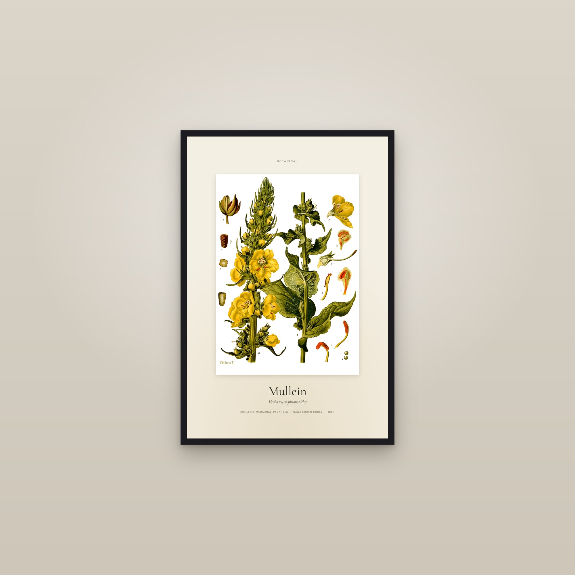 Mullein — Specimen — framed in a gallery setting