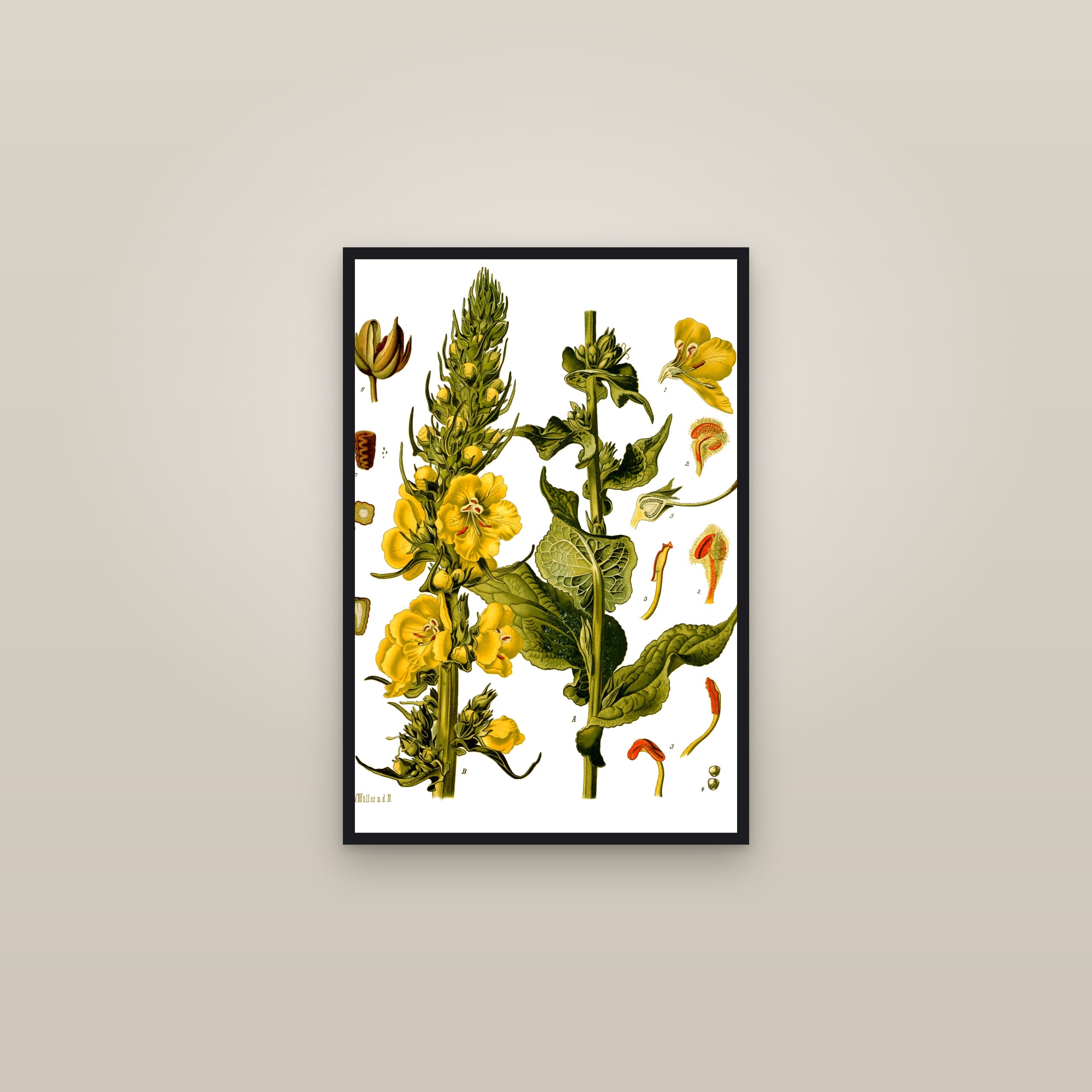 Mullein — framed in a gallery setting