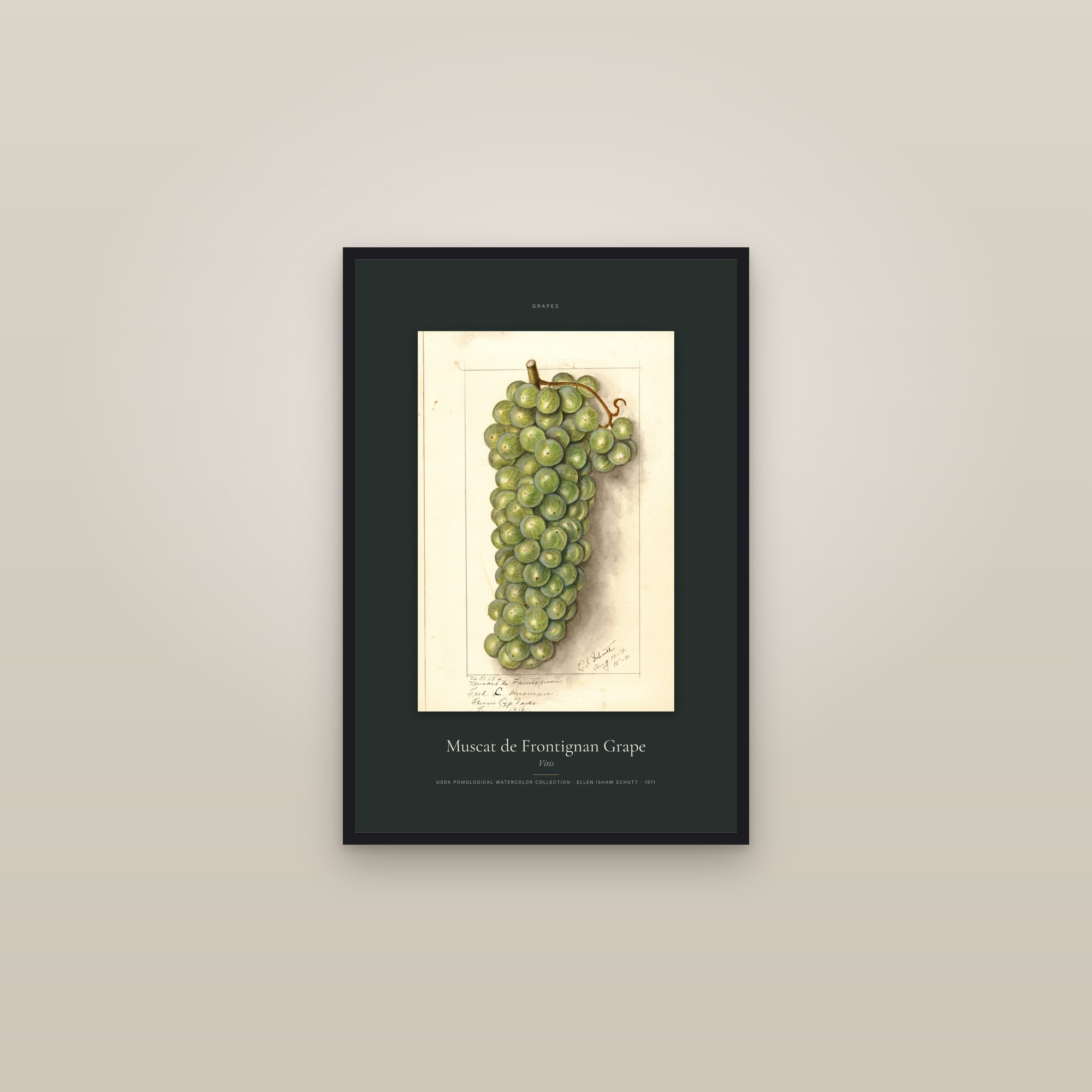 Muscat de Frontignan Grape — Specimen — framed in a gallery setting
