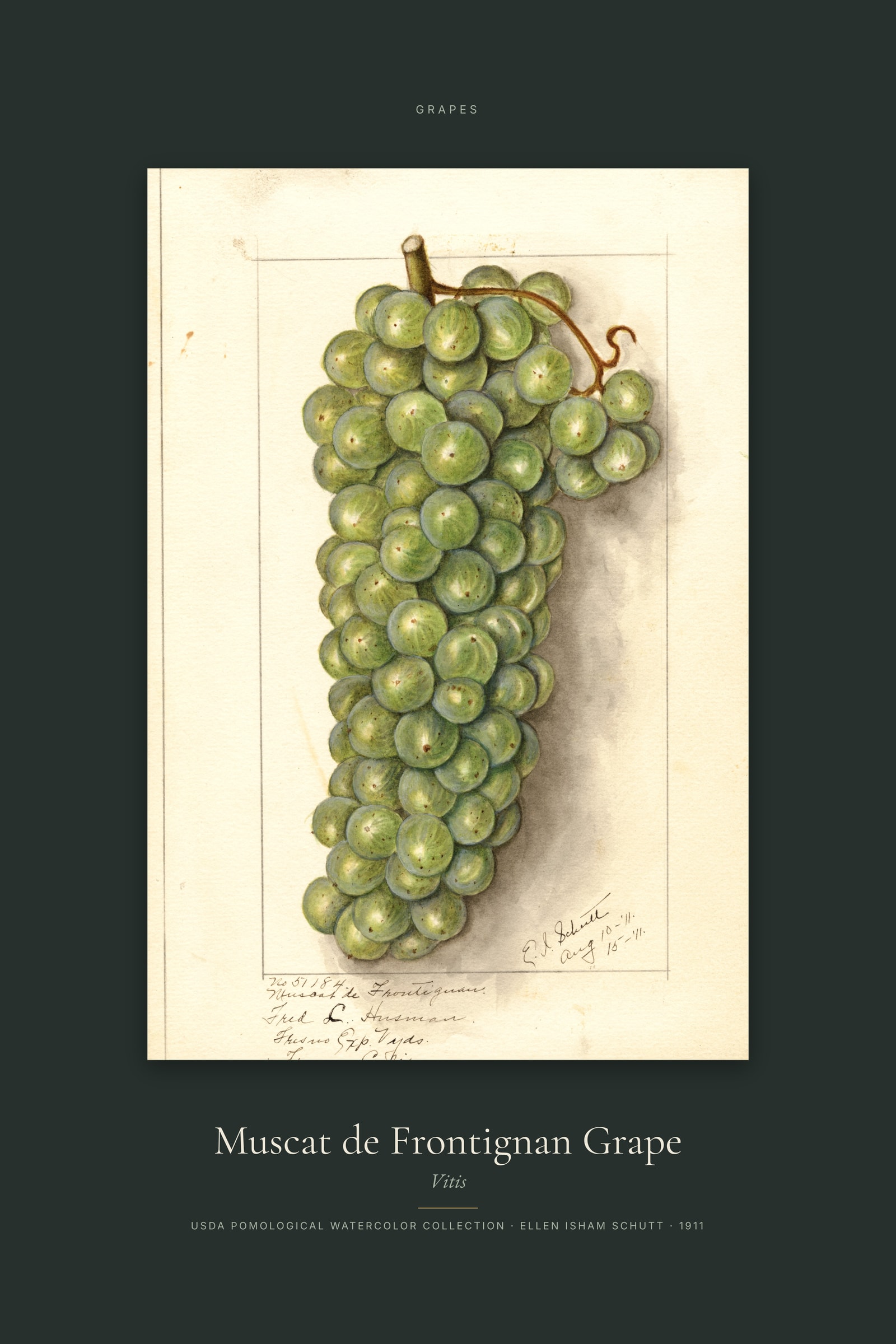 Muscat de Frontignan Grape — Specimen