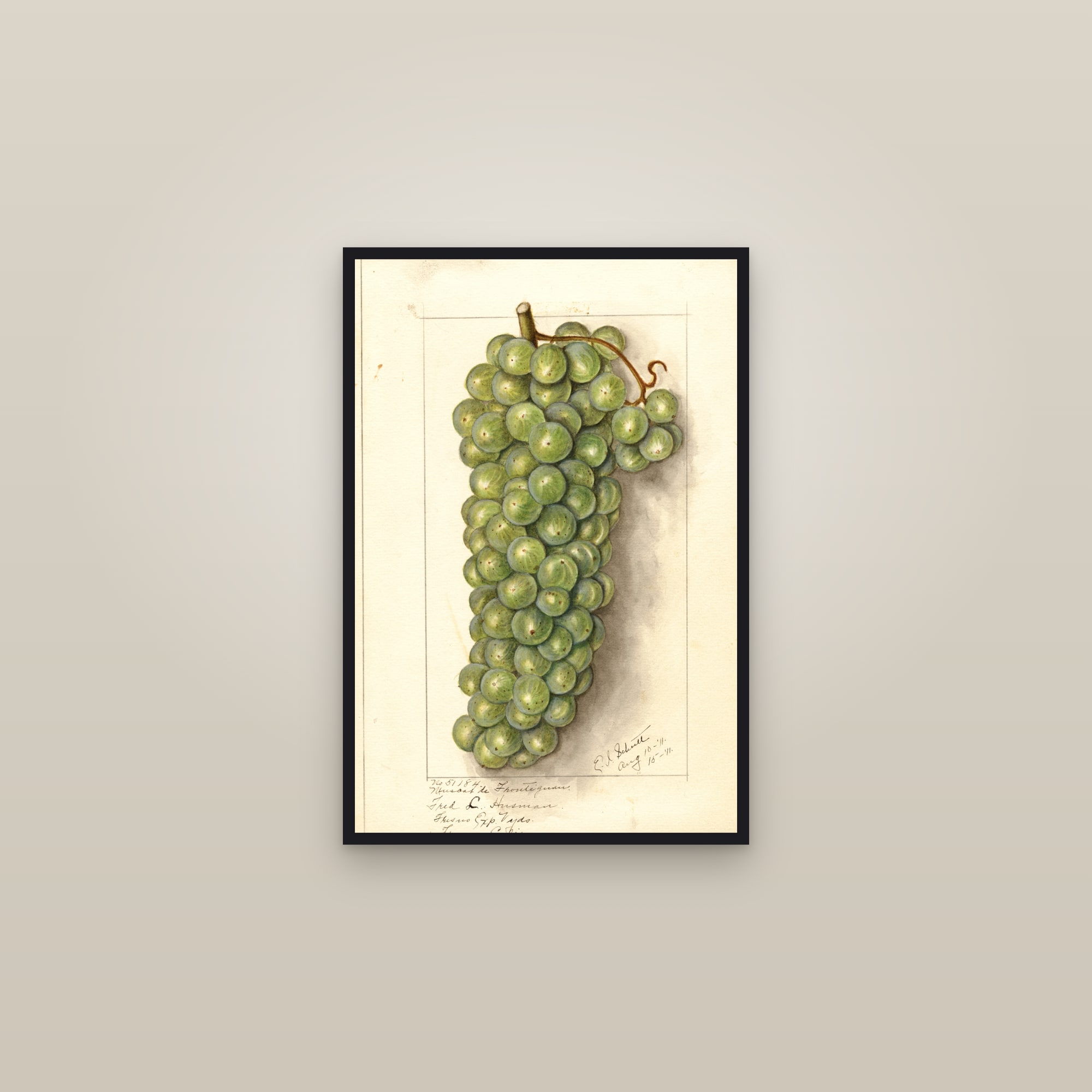 Muscat de Frontignan Grape — framed in a gallery setting
