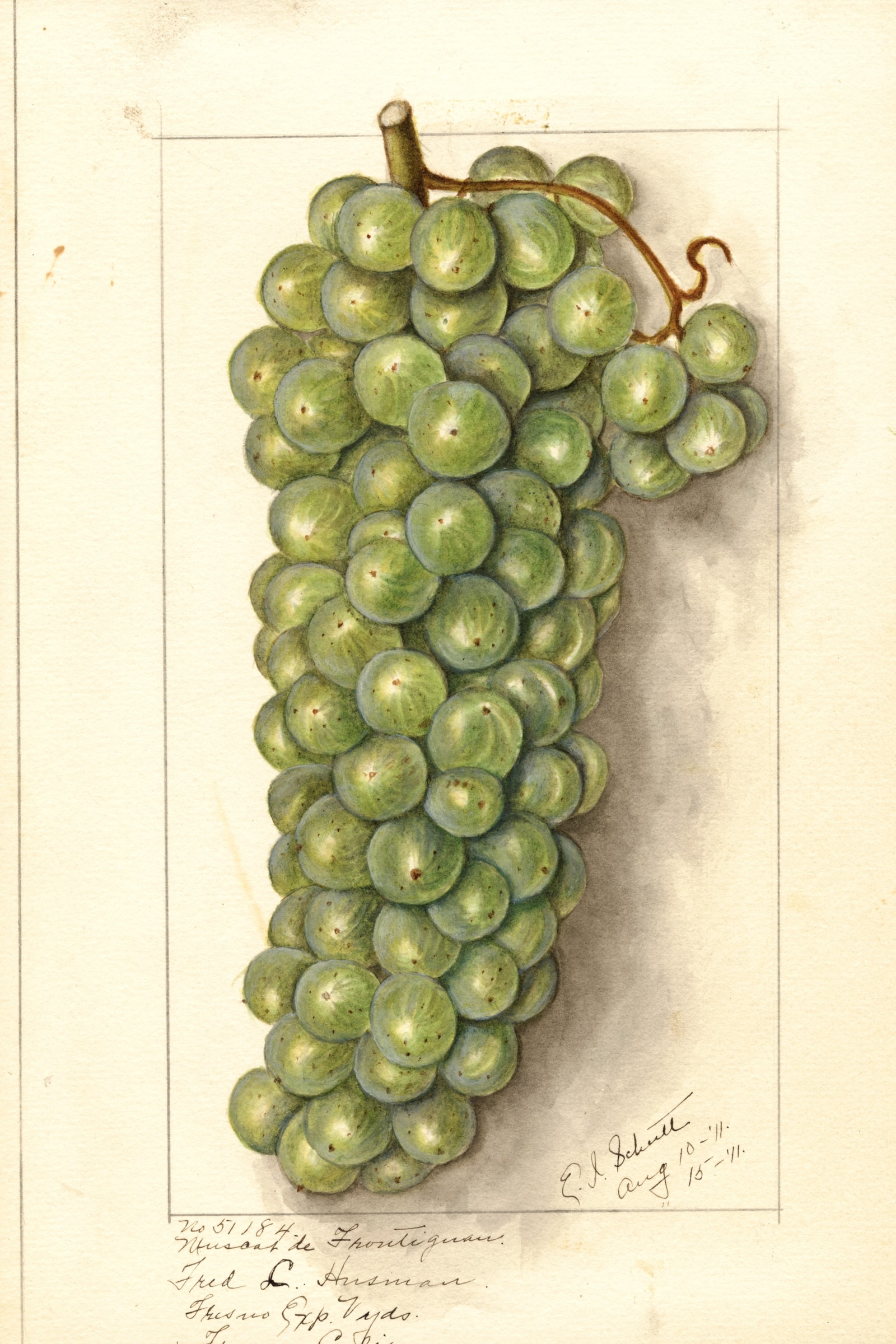 Muscat de Frontignan Grape