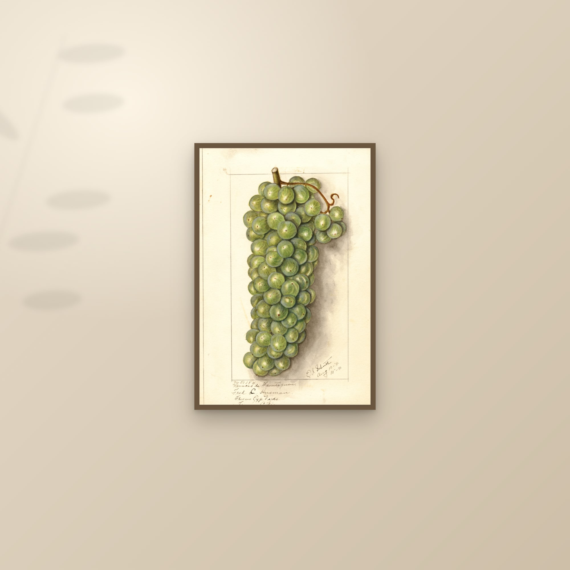 Muscat de Frontignan Grape — framed and styled on a sunlit wall