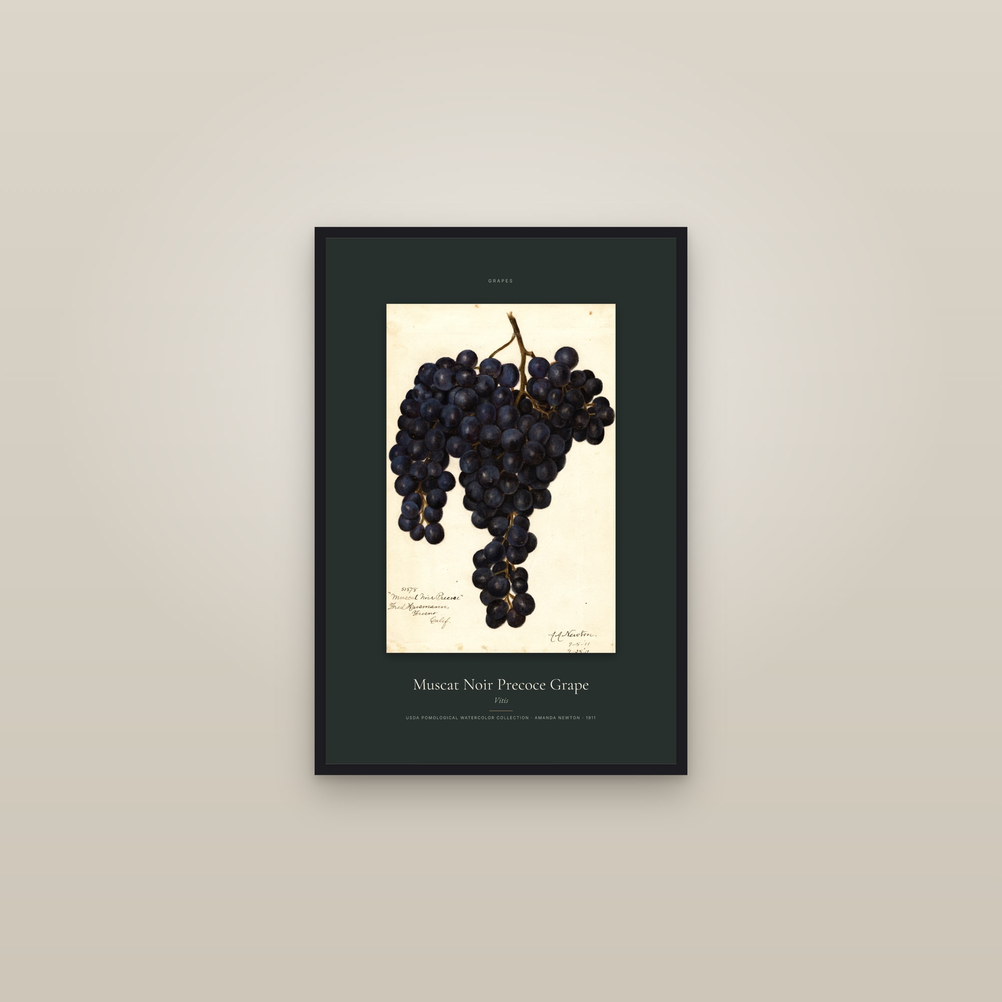 Muscat Noir Precoce Grape — Specimen — framed in a gallery setting