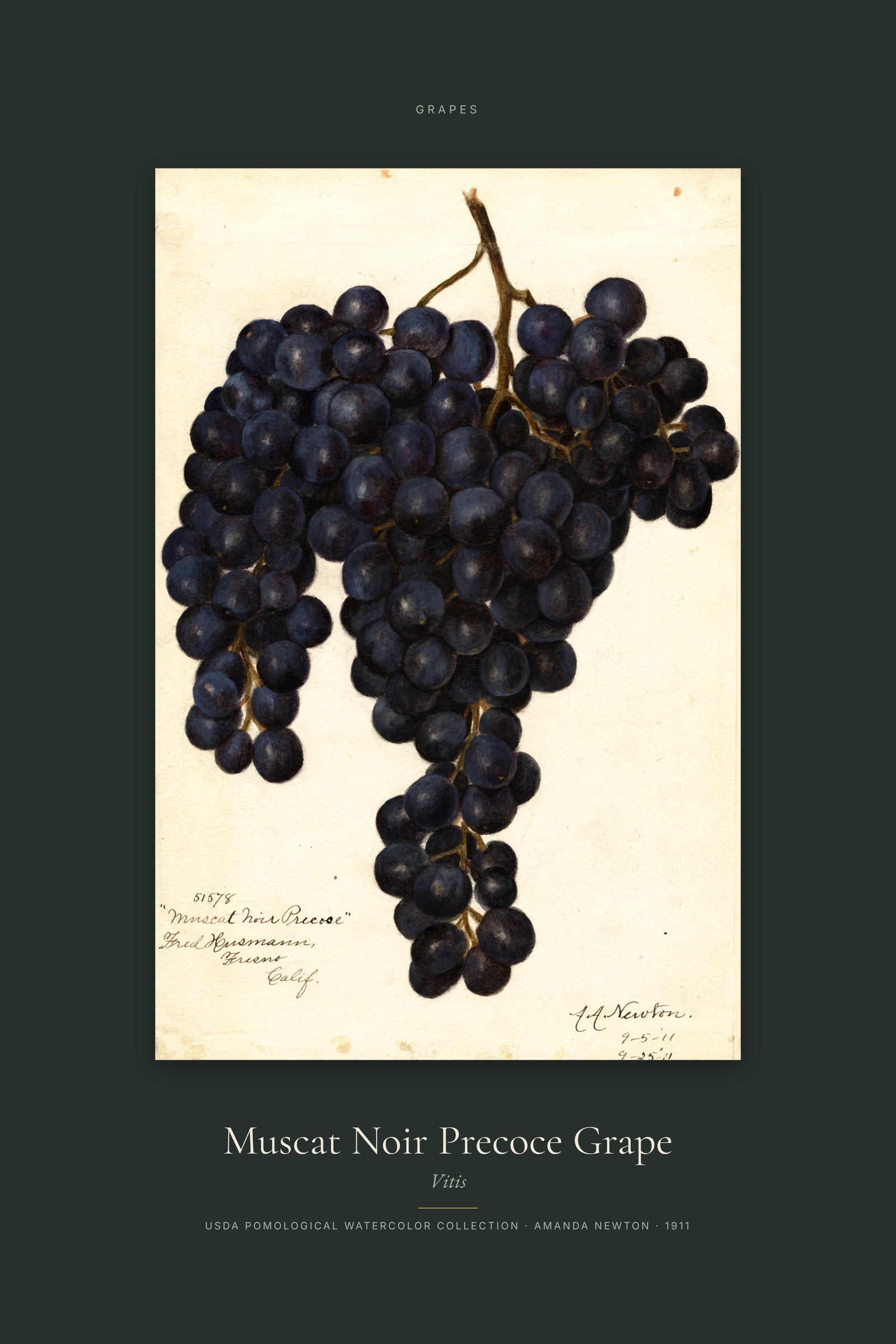 Muscat Noir Precoce Grape — Specimen