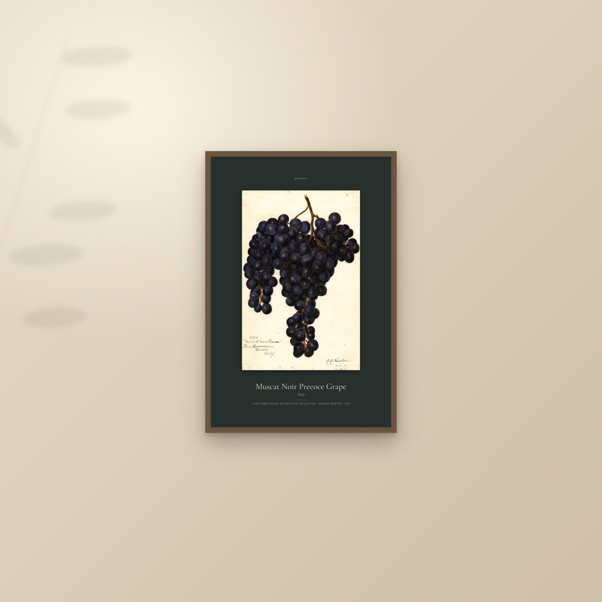 Muscat Noir Precoce Grape — Specimen — framed and styled on a sunlit wall