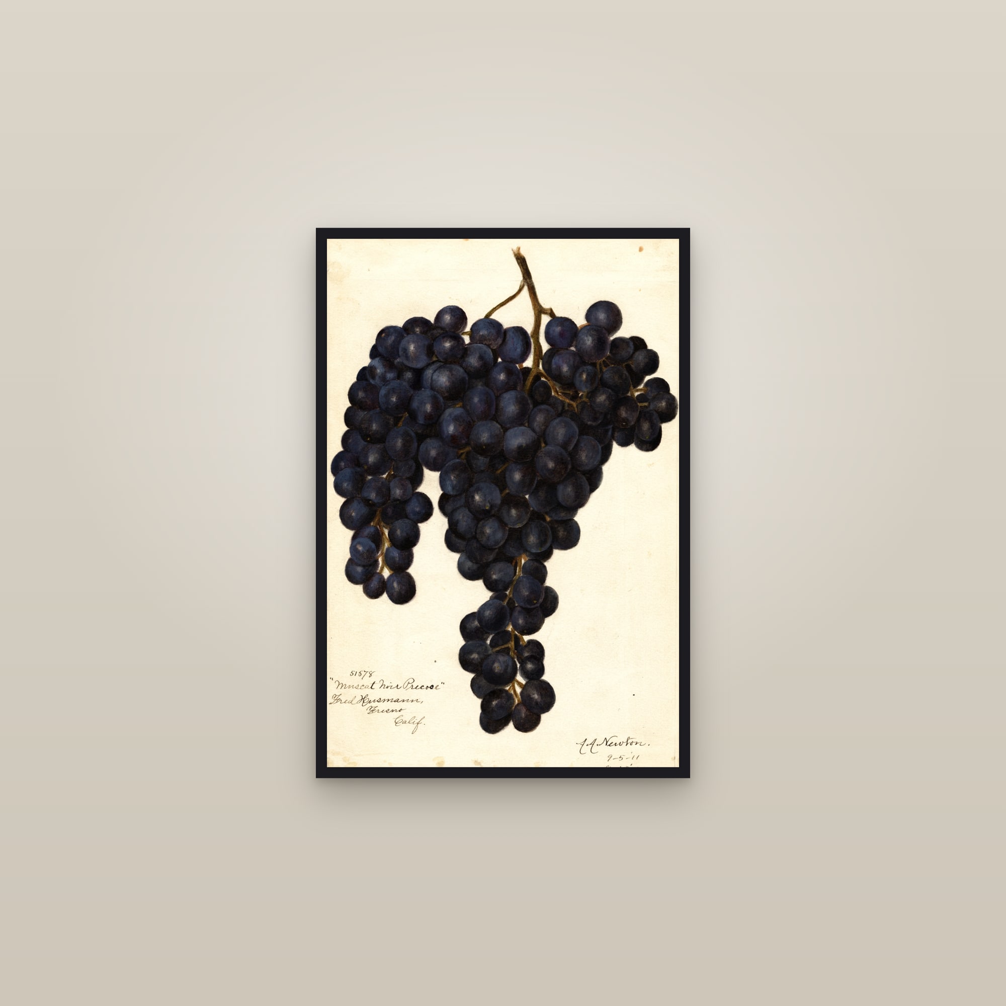 Muscat Noir Precoce Grape — framed in a gallery setting