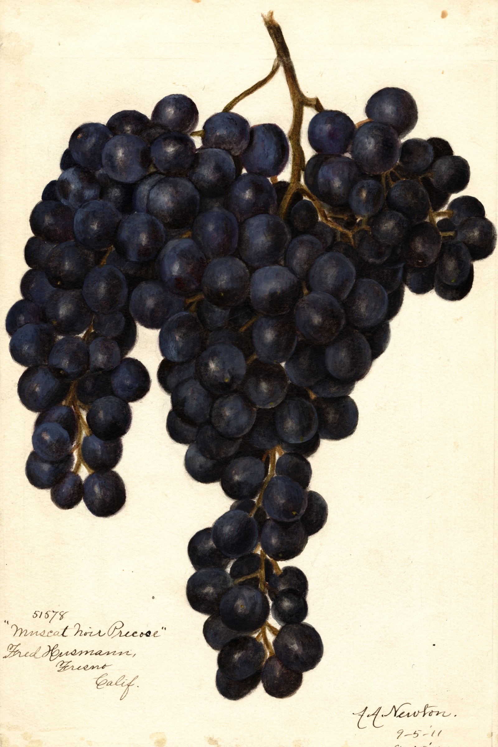 Muscat Noir Precoce Grape