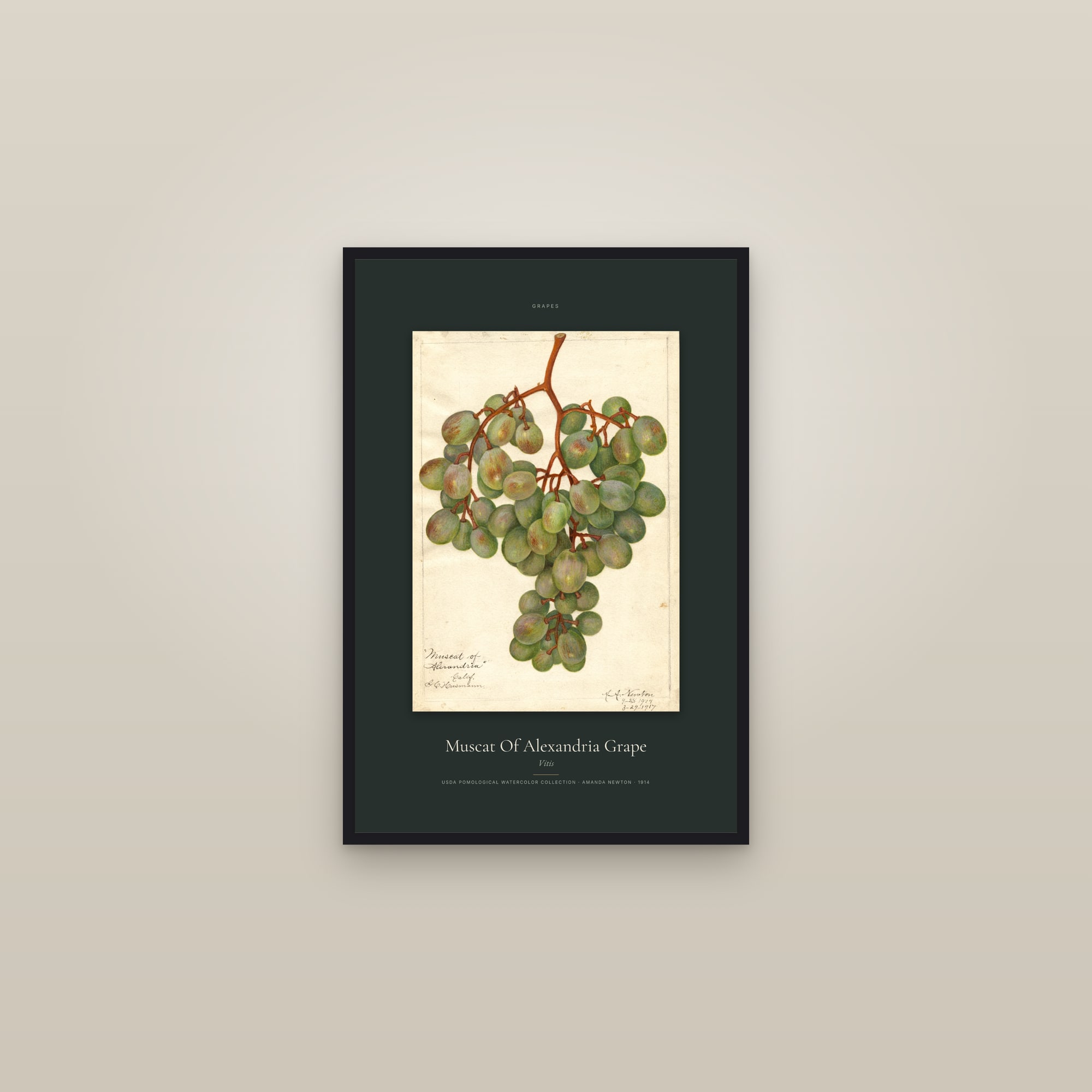 Muscat Of Alexandria Grape — Specimen — framed in a gallery setting
