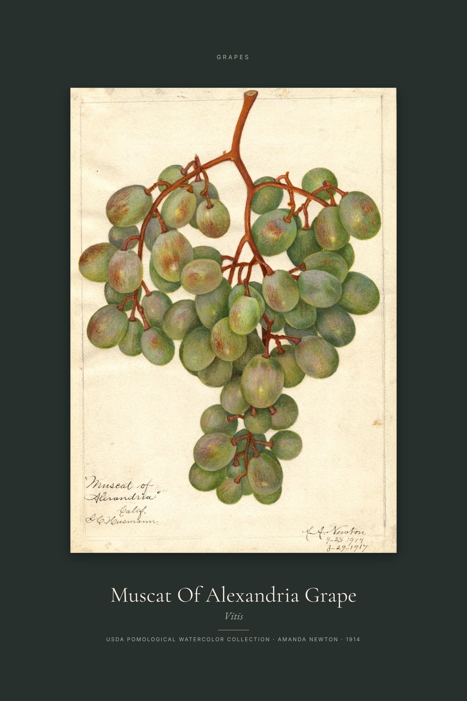 Muscat Of Alexandria Grape — Specimen