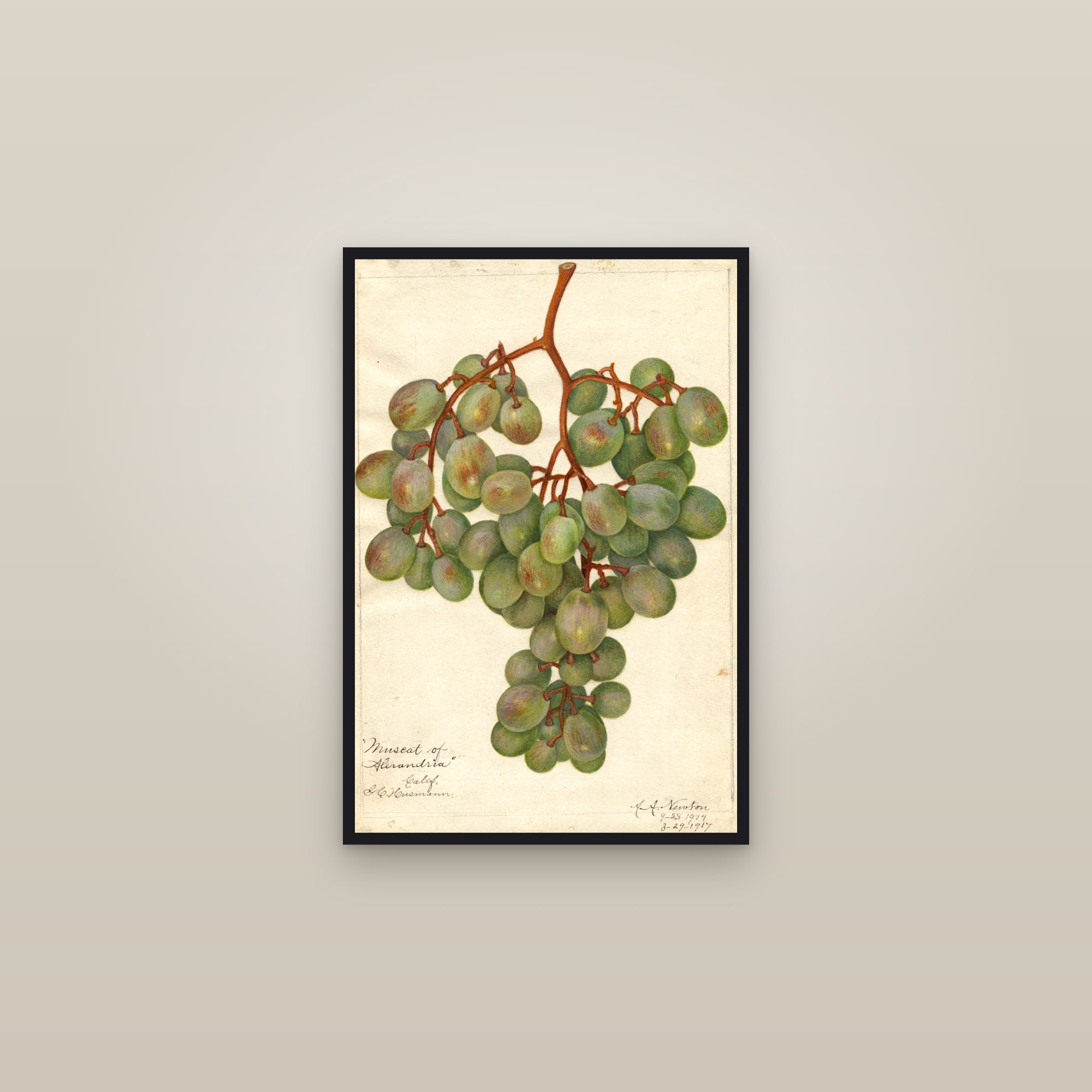 Muscat Of Alexandria Grape — framed in a gallery setting