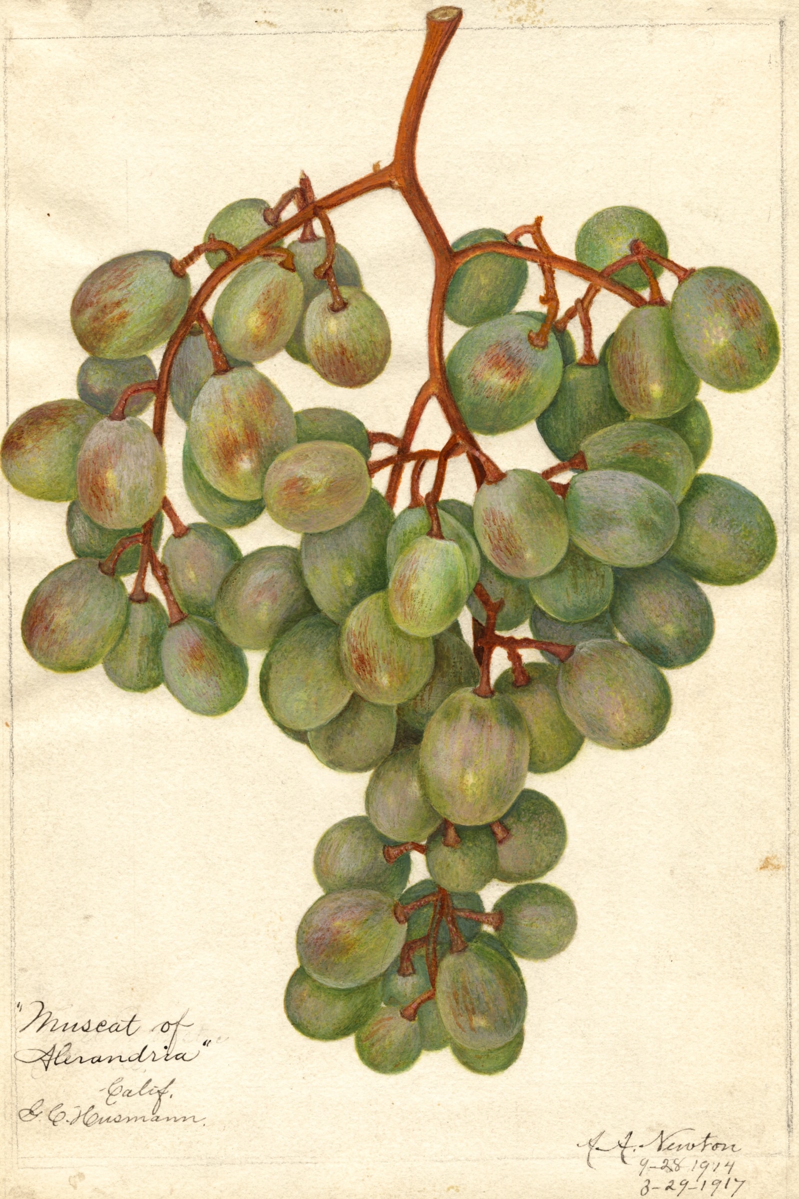 Muscat Of Alexandria Grape