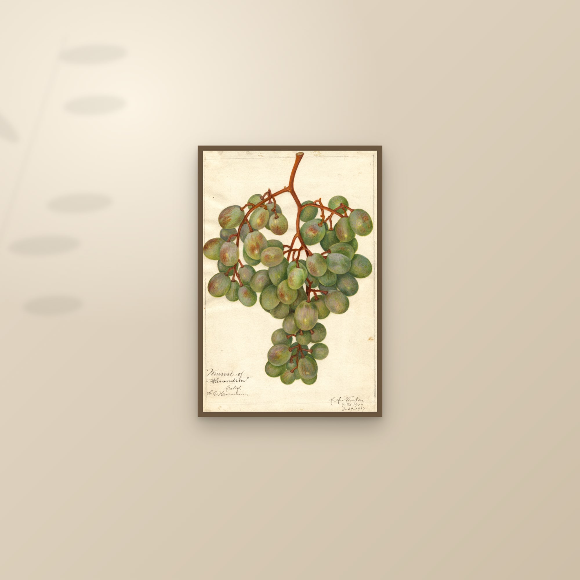 Muscat Of Alexandria Grape — framed and styled on a sunlit wall