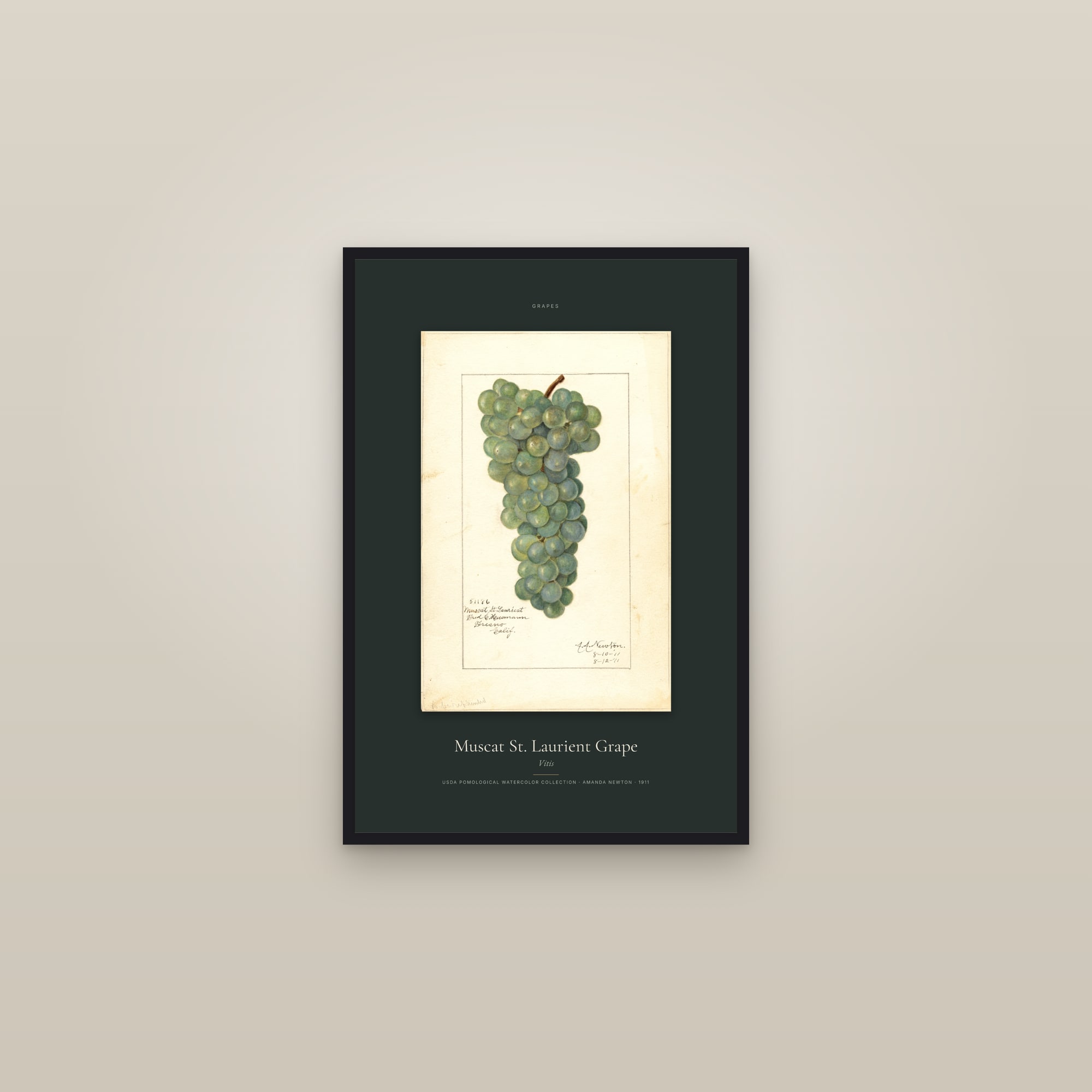 Muscat St. Laurient Grape — Specimen — framed in a gallery setting