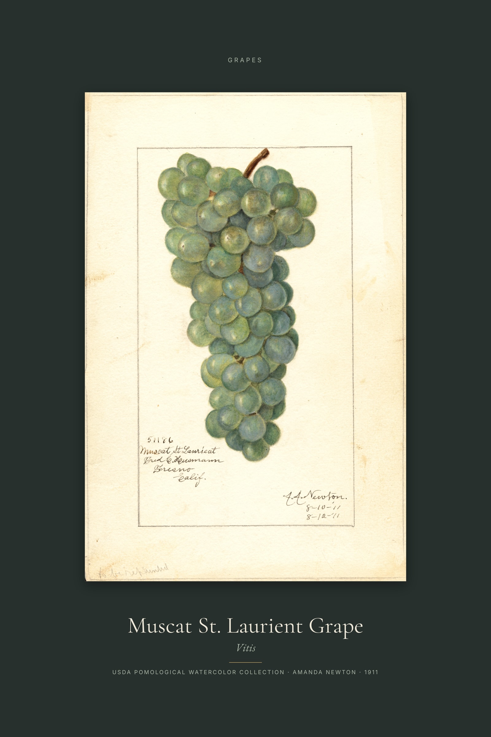 Muscat St. Laurient Grape — Specimen
