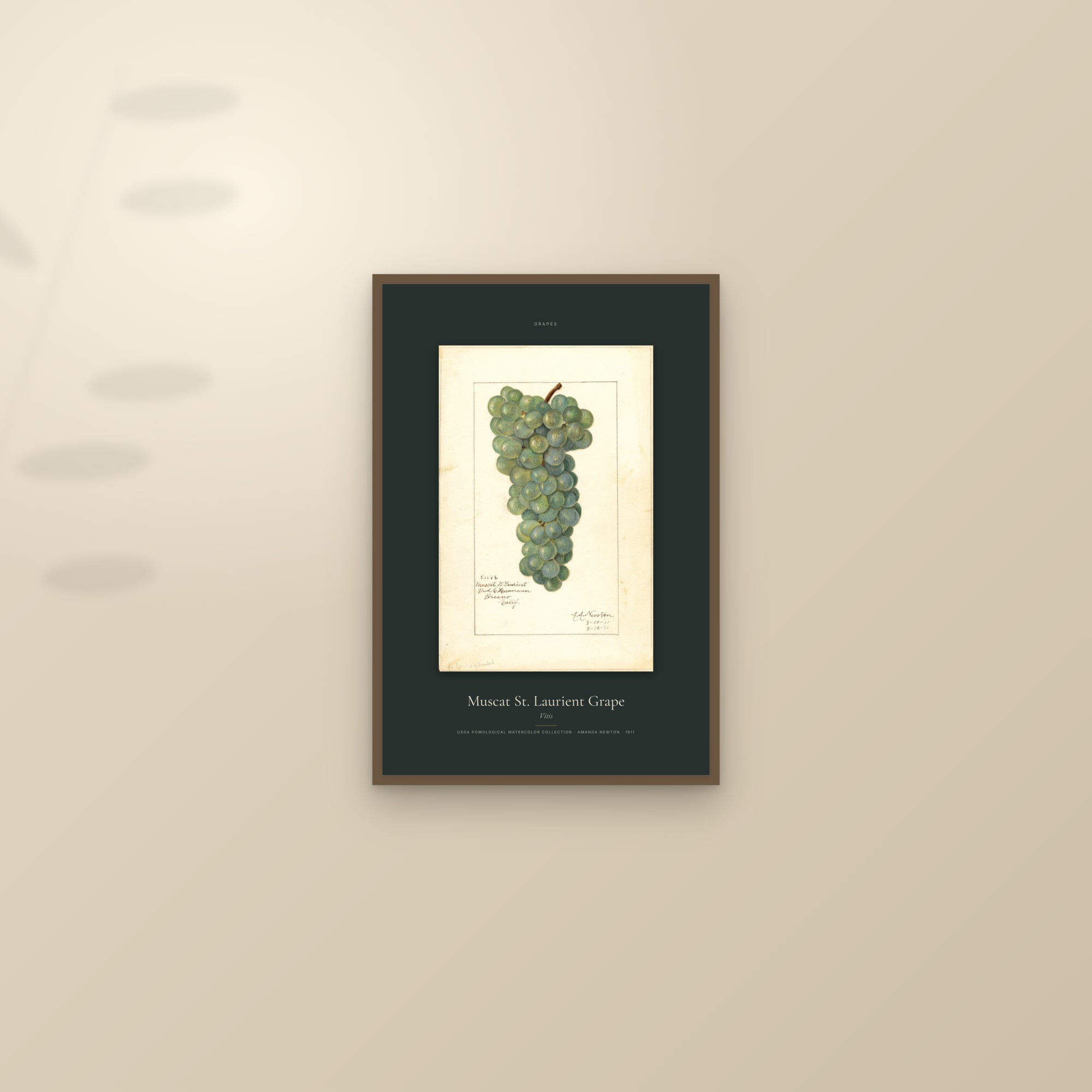 Muscat St. Laurient Grape — Specimen — framed and styled on a sunlit wall