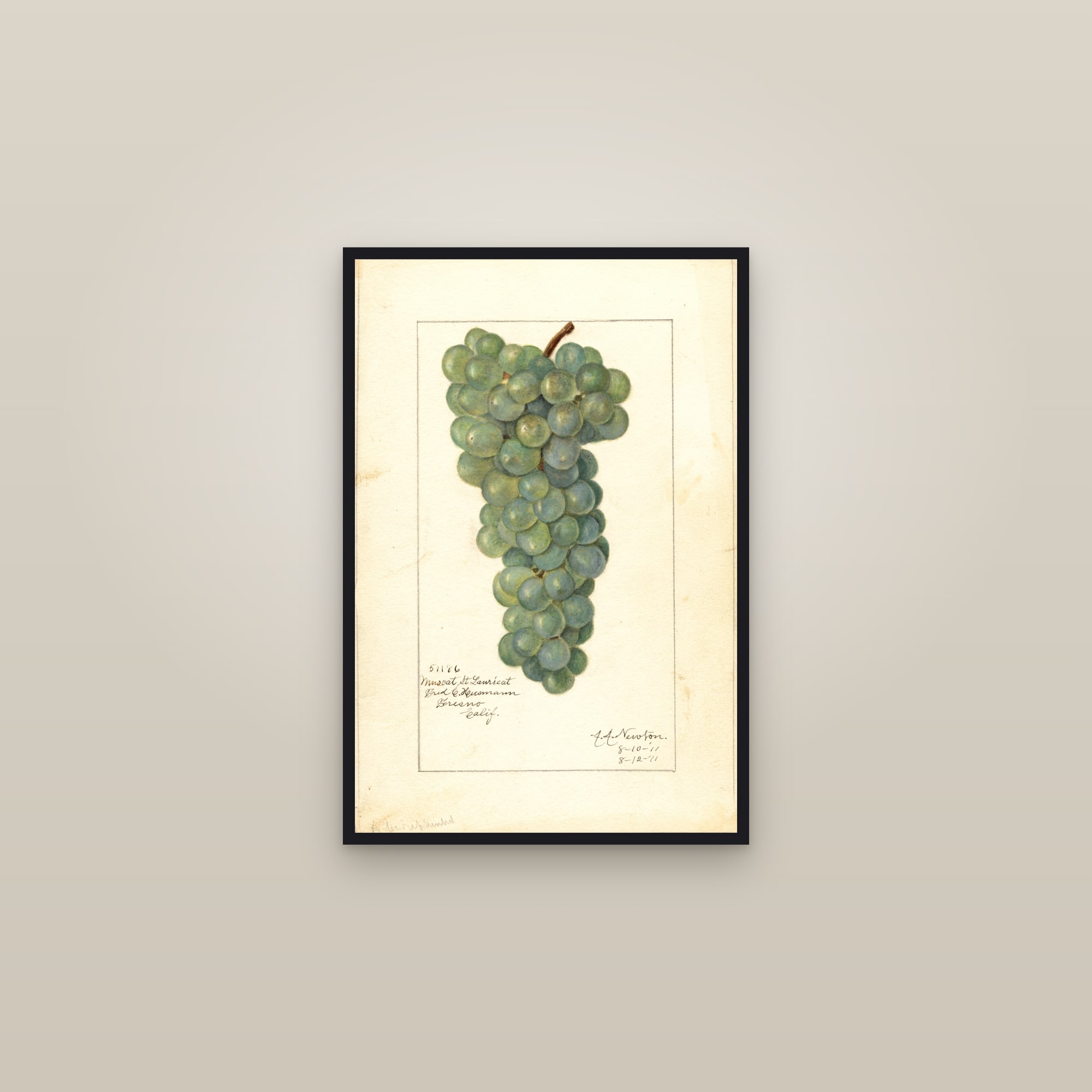 Muscat St. Laurient Grape — framed in a gallery setting