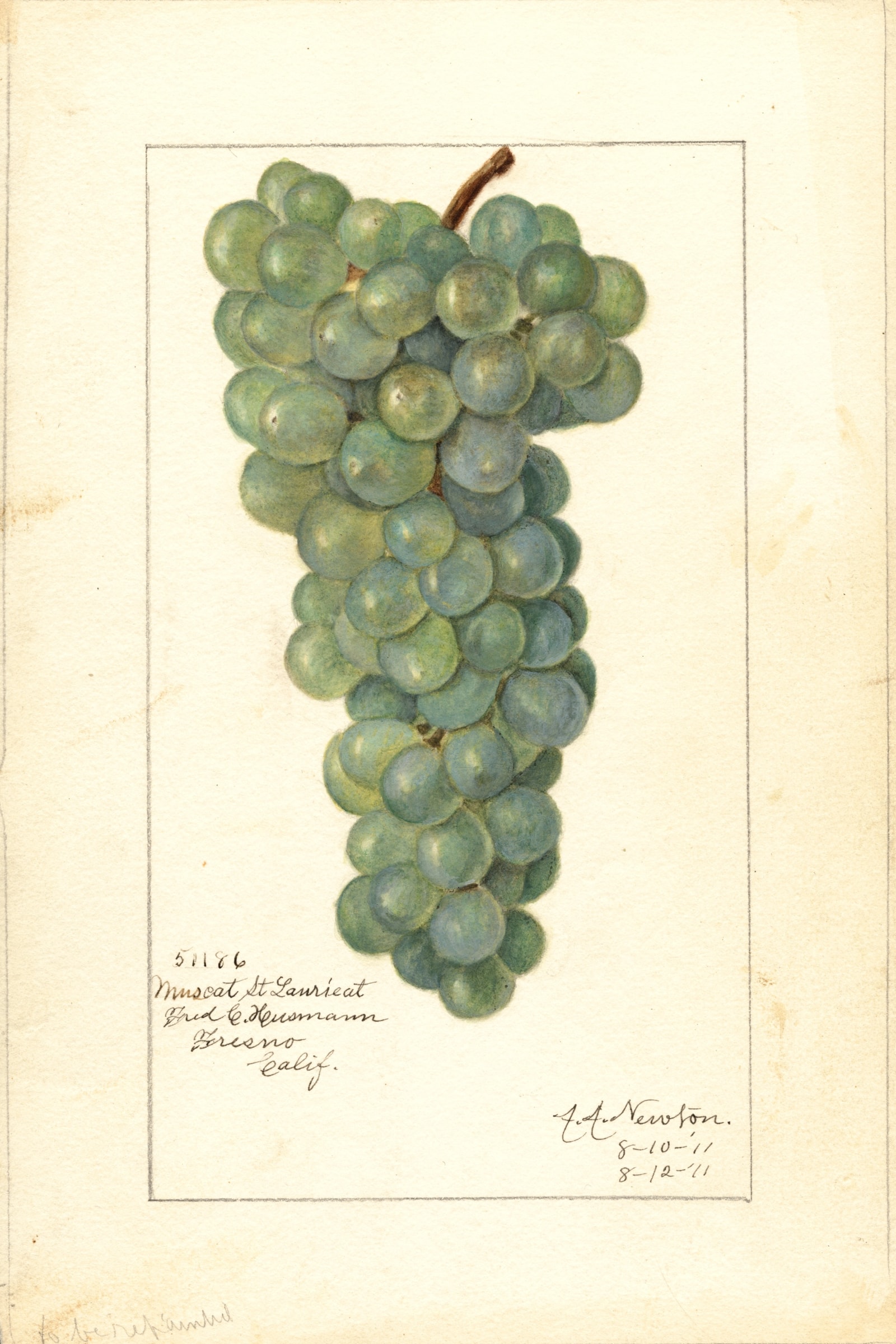 Muscat St. Laurient Grape
