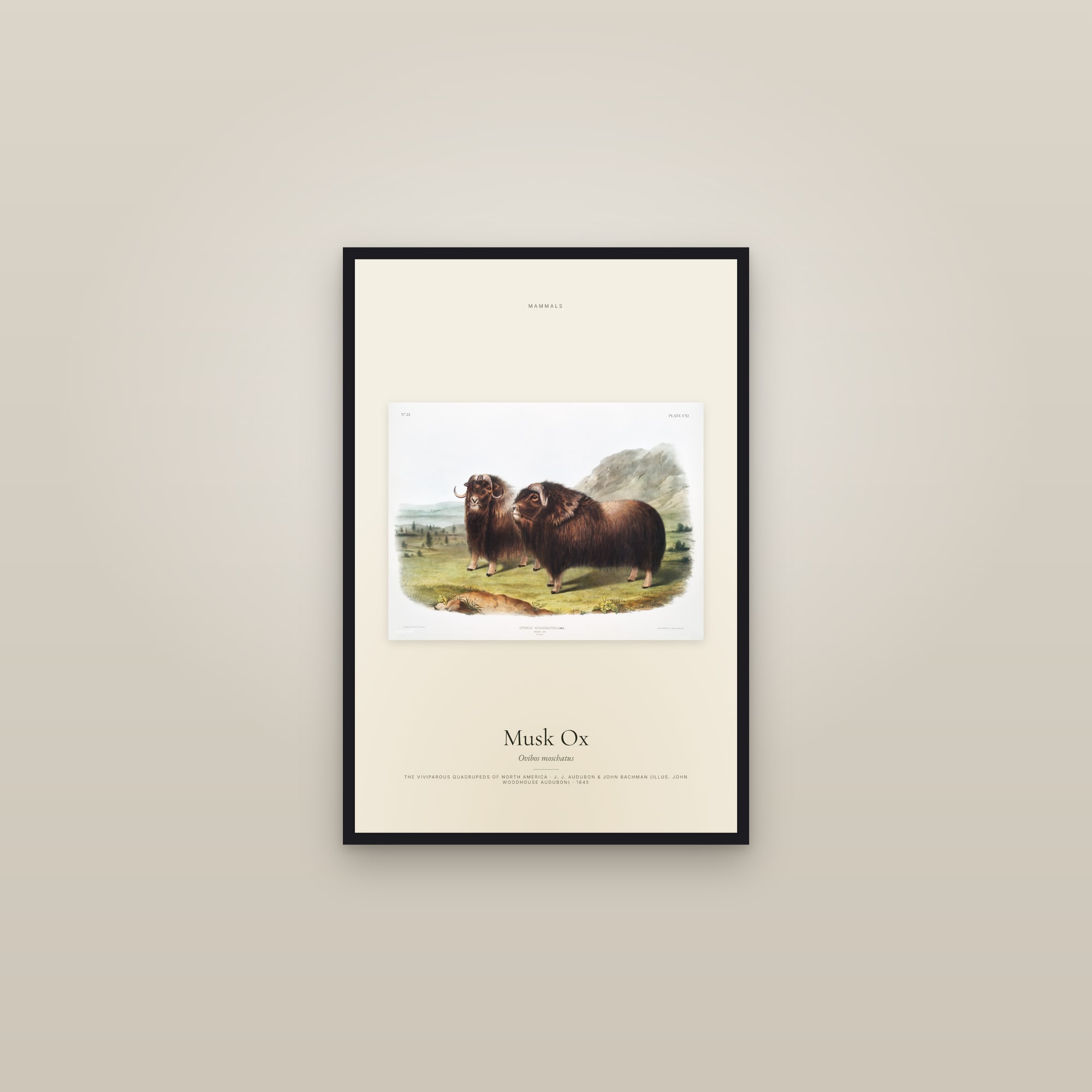 Musk Ox — framed in a gallery setting