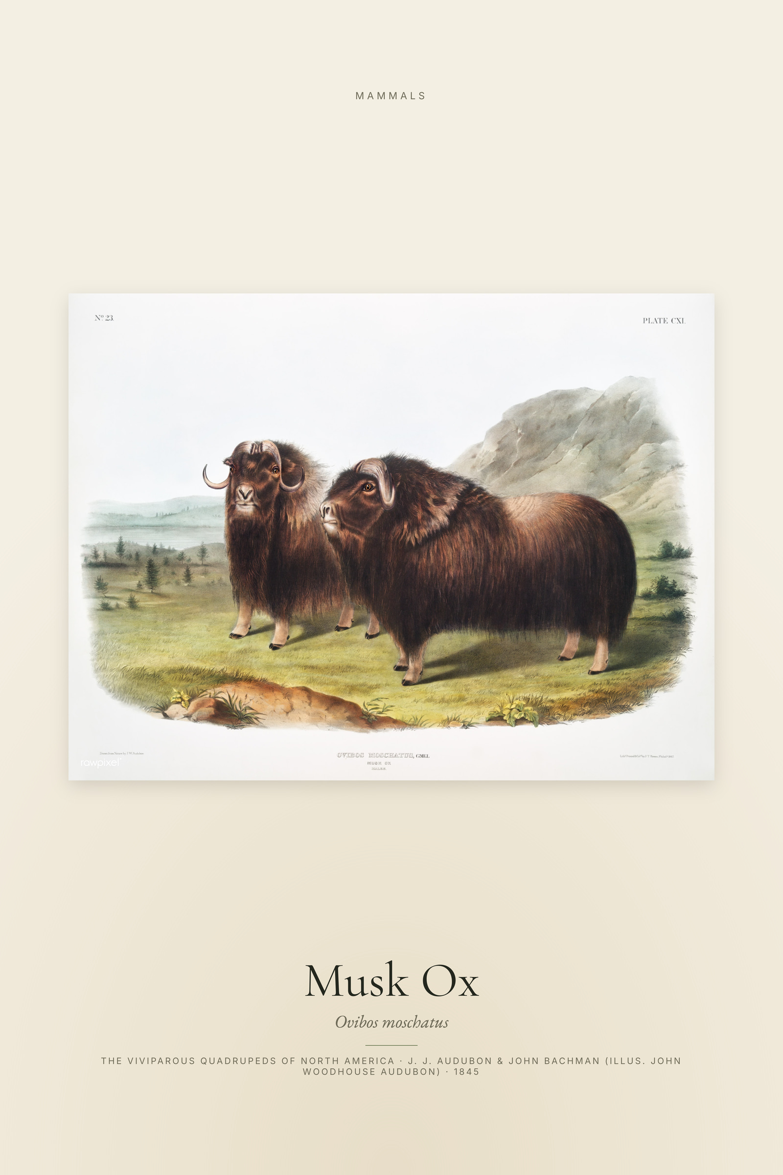 Musk Ox