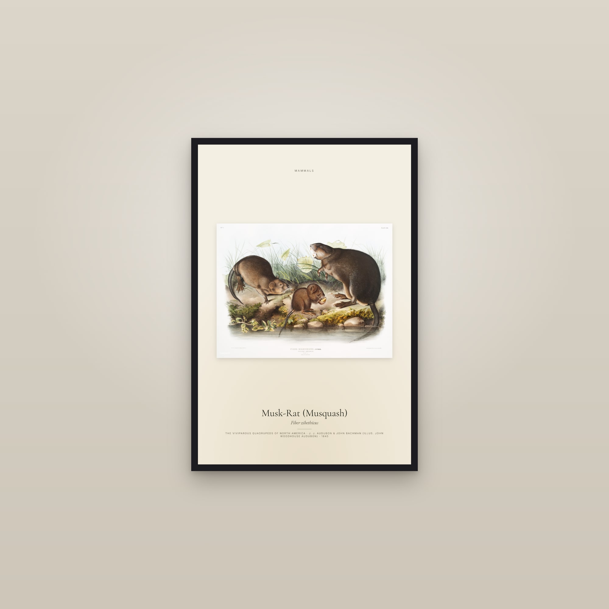 Musk-Rat (Musquash) — framed in a gallery setting