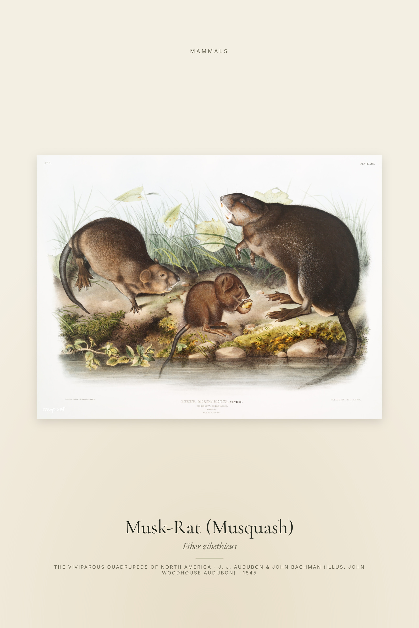 Musk-Rat (Musquash)